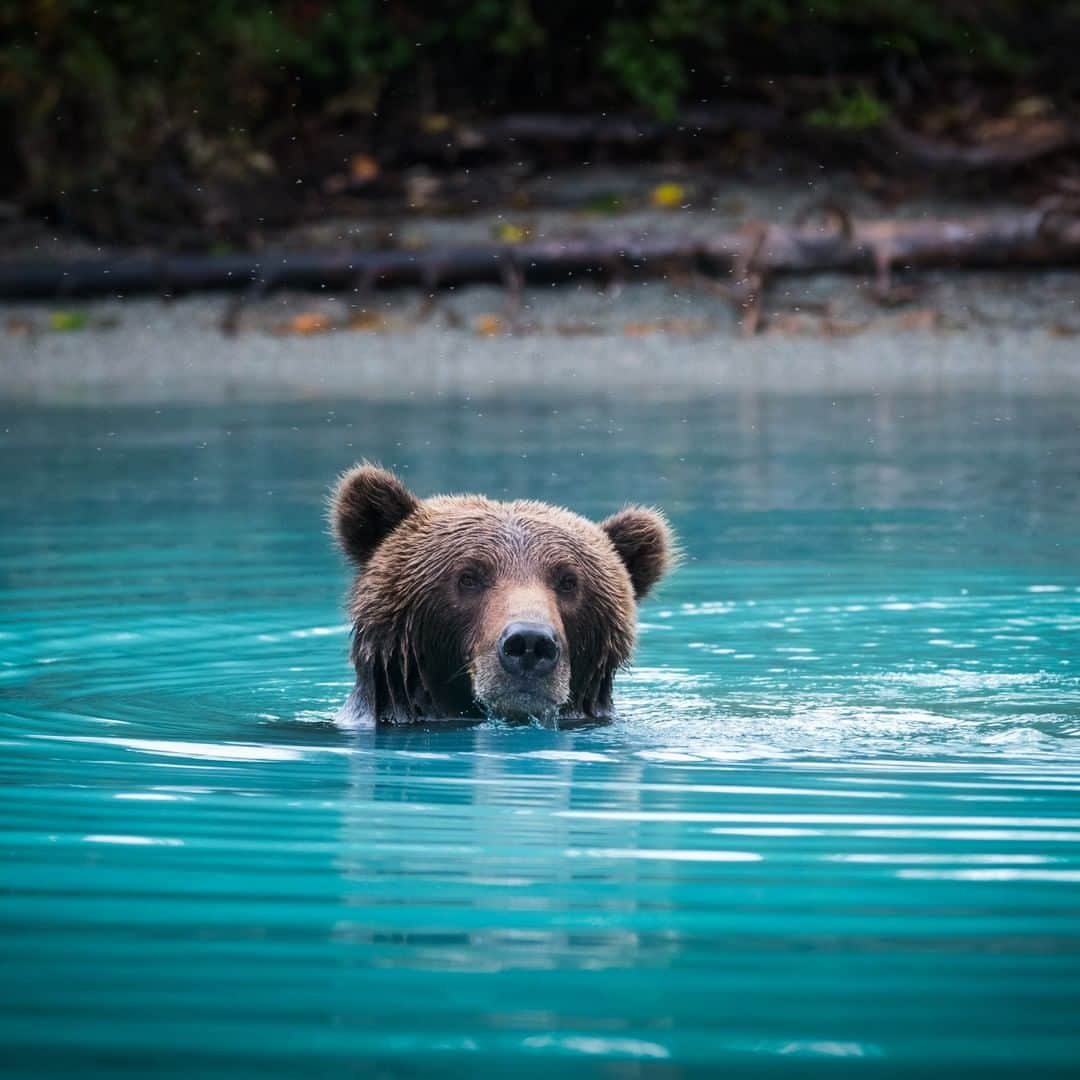 Nikon Australiaさんのインスタグラム写真 - (Nikon AustraliaInstagram)「"Each summer, thousands of salmon make the strenuous journey from the sea to breed in the upper reaches of Alaska's rivers. Brown bears, like the one pictured here, have their own journeys to complete before the long winter months ahead. Salmon are very important to these bears' diets and they can eat 80 to 90 pounds of food per day during the summer and fall in order to stock up for the much colder, less forgiving winter season. This female brown bear is planning on doing exactly that, as she fishes salmon for her and her cub in the shallows of Lake Clark National Park." - @taylorgrayphoto  Camera: Nikon D750  Lens: AF Zoom-NIKKOR 80-200mm f/2.8D ED Settings:  1/2000th sec | f/5.6 | ISO 2000  #Nikon #MyNikonlife #NikonAustralia #NikonD750 #Photography #WildlifePhotography #Nikkor #NikonTop #NikonPhotography」4月24日 13時30分 - nikonaustralia
