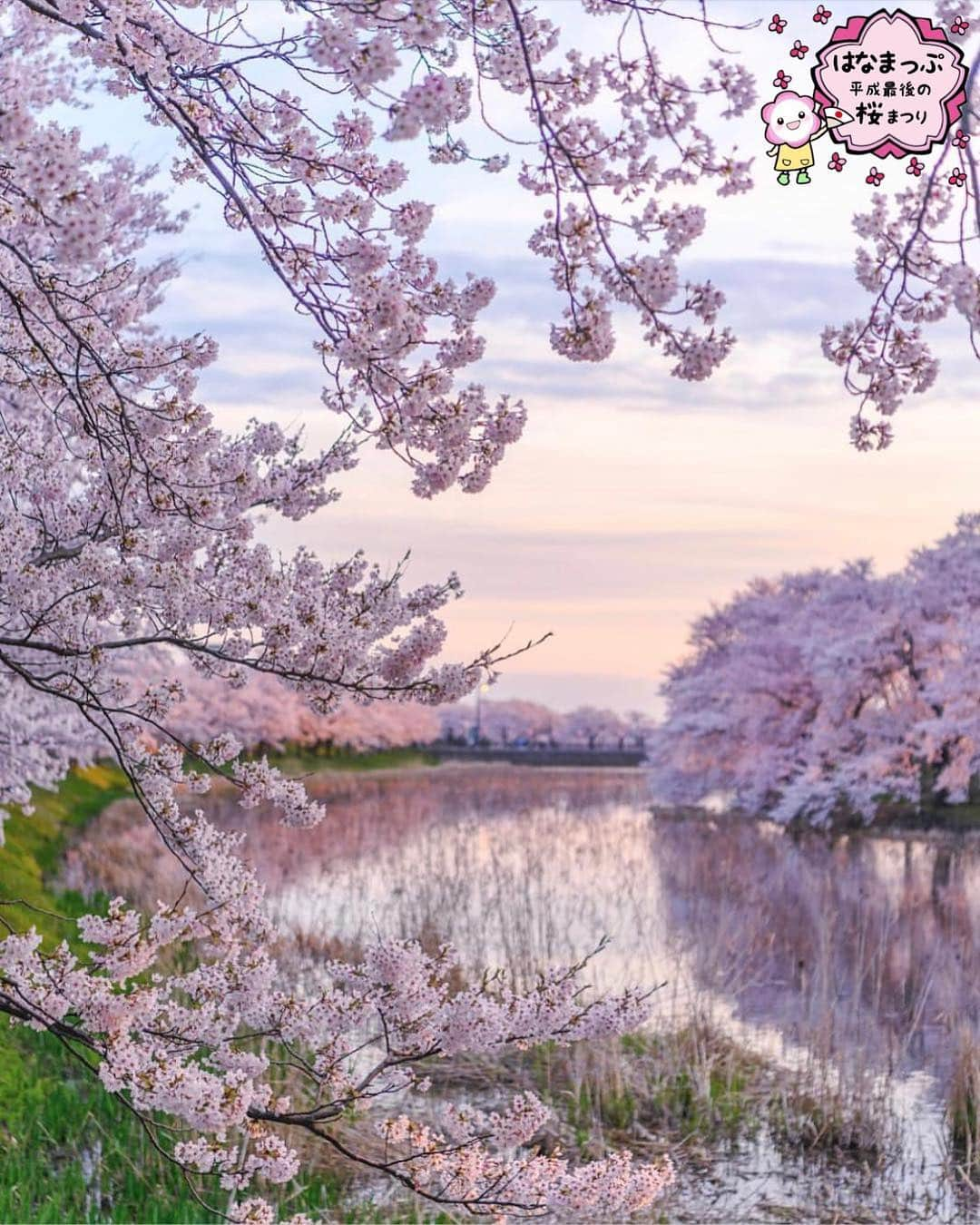 はなまっぷ❁日本の花風景のインスタグラム