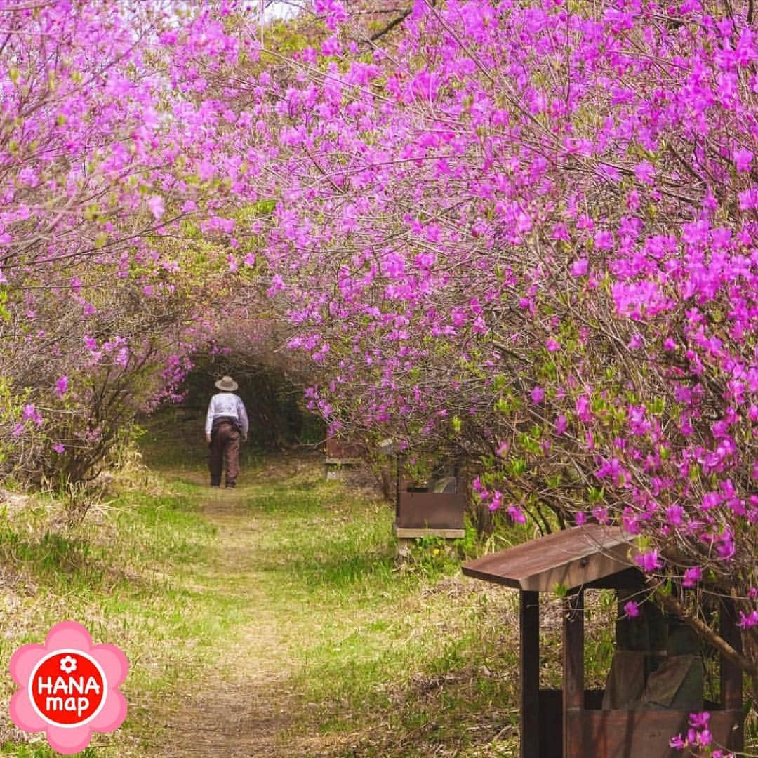 はなまっぷ❁日本の花風景のインスタグラム