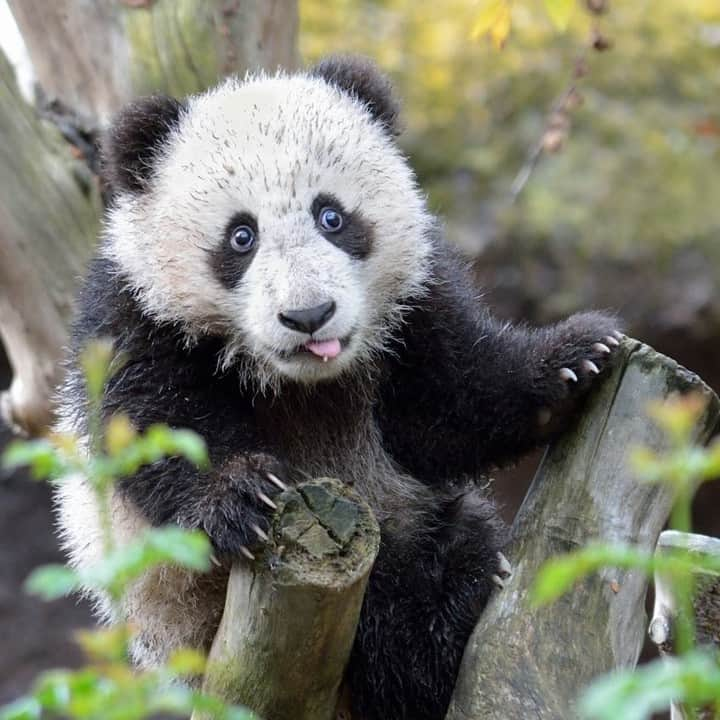 San Diego Zooさんのインスタグラム写真 - (San Diego ZooInstagram)「Do you mind if we post a bunch of panda pics before we bid our beloved bears bon voyage? 🐼 #tongueouttuesday #pandamonium #theoneandonlyMrWu #pandas4ever #sandiegozoo 📷: Deric Wagner」4月24日 8時10分 - sandiegozoo