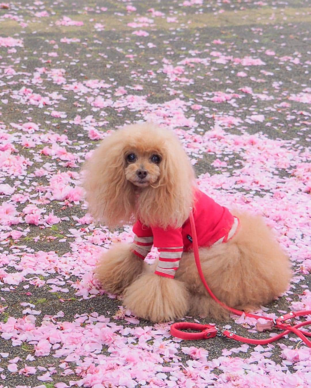 Toypoodle Mikuru?Asakusa Tokyoさんのインスタグラム写真 - (Toypoodle Mikuru?Asakusa TokyoInstagram)「20190424 Wednesday. Good morning! Friends 💕 ピンクワールド🌸 . だんだん楽しくなって 飛びつきてきたみきゅるんでした🥰 . #pinkworld #桜の散り際 #女の散り際も潔く . 昨日は飲み会で帰りが遅くなり よるんぽも酔っ払いながら🥴ショートコース😂 今朝はガッツリ歩きたかったけど お天気悪くてソコソコで帰宅。 あー眠い😴」4月24日 8時13分 - purapura299