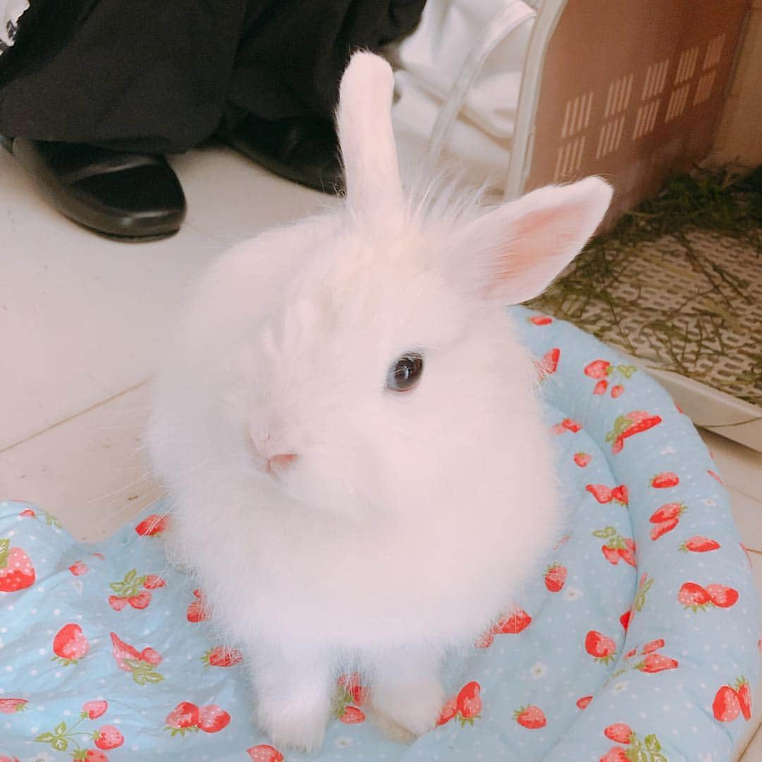 桃月なしこさんのインスタグラム写真 - (桃月なしこInstagram)「. . おかわ🐰 ぺっとかいたい . .」4月24日 8時46分 - nashiko_cos