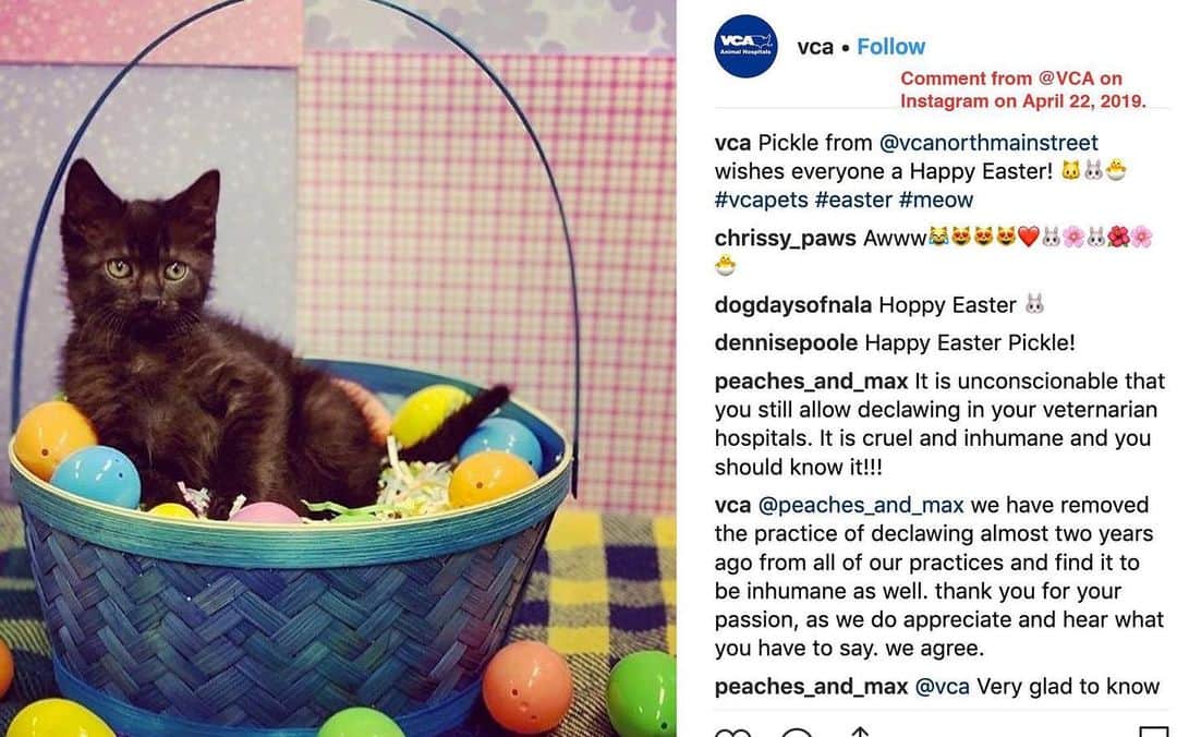 City the Kittyさんのインスタグラム写真 - (City the KittyInstagram)「@vca Instagram told us and others that they stopped declawing cats and said declawing is not their standard of care for their patients, the practice of declawing no longer aligns with their morals, and they find it to be inhumane. 👍🏻🙀🙀🙀 Is this really true?🙏🏻 Our investigators took a quick survey of some VCA Hospitals in America and found that they are still offering declawing services. 🙀😾😿 In fact, some of the VCA employees at these animal hospitals even asked if our investigators wanted 2 paw or 4 paw declaws.🙀😾😾😾 . Maybe VCA America didn’t send the memo to all their animal hospitals? Maybe they are following in the footsteps of @vca_canada who stopped declawing about a year ago? What is the truth?  We will try to get an answer and then hopefully we can celebrate that VCA America has truly stopped declawing in ALL their animal hospitals!!! 👍🏻😺😺 To read the full conversation we had with their Instagram representative,  go to citythekitty.org and it’s on our blog. #vca #vcaanimalhospital #stopdeclawing #american #veterinary」4月24日 8時48分 - citythekitty