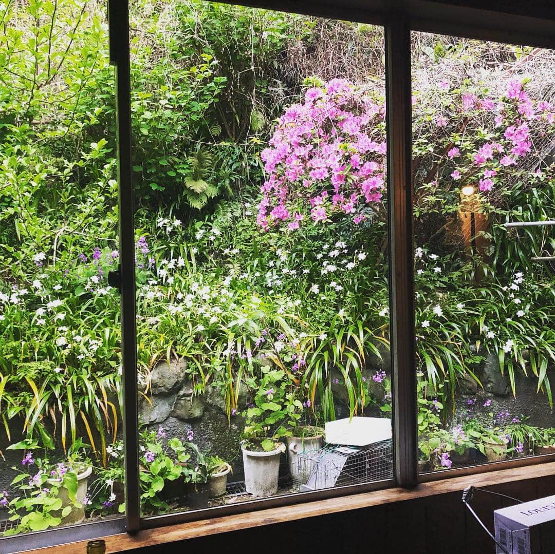 伊達公子さんのインスタグラム写真 - (伊達公子Instagram)「先週末、甘糟りり子さんの素敵な鎌倉にあるご自宅にて「野草を食べる会」にお招きいただきました。 お庭やご自宅の裏や近場で採れる野草のあれこれ。 山うどの生！初めていただきました。 ふきのとうの天ぷら、かたくり.... 甘糟さんのお母さまから受け継ぐ素晴らしいおもてなしに感動の連続でした。 #伊達公子 #kimikodate #テニス #テニスプレイヤー #tennis  #tennisplayer  #instatennis  #鎌倉  #甘糟りり子  #野草  #野草料理  #おもてなし料理  #instafood」4月24日 8時50分 - kimiko.date