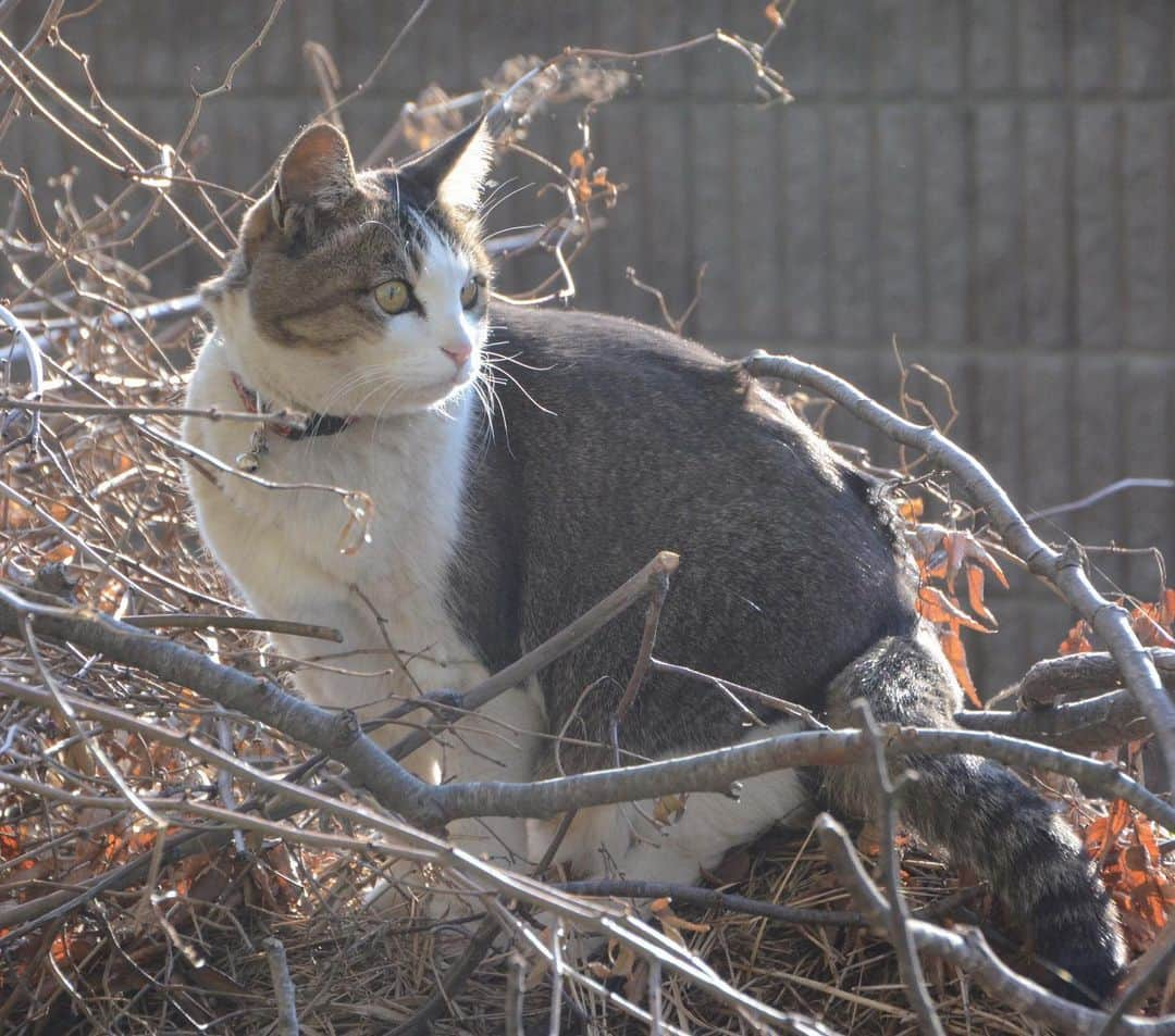 やふさんのインスタグラム写真 - (やふInstagram)「枯れ木に同化 . #cat #neko #catlovers #catsofinstagram #catstagram #instacat #猫 #ねこ #ネコ #保護猫 #のま #のまらー #被災猫」4月24日 8時56分 - kyafy