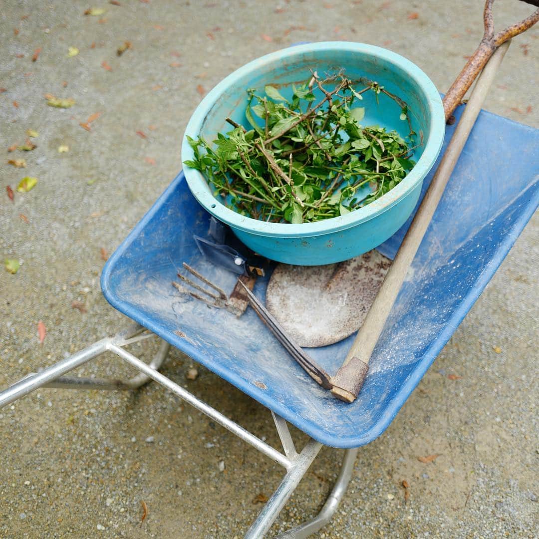行方 久子 Hisako Namekataさんのインスタグラム写真 - (行方 久子 Hisako NamekataInstagram)「#hisakotravel  1人ふらっと飛び込みで藍染の工房を見学させていただいていたら、 「これから琉球藍の挿し木をするよ」って。 雑草をむしって、土を掘り起こし整えて、1つずつ丁寧に植えていく。 わたしは力があるから土を掘り起こす係w 発酵させて染料をつくる過程、藍建ても見学できちゃった。 旅って何が起こるか分からない！」4月24日 9時04分 - hisakonamekata