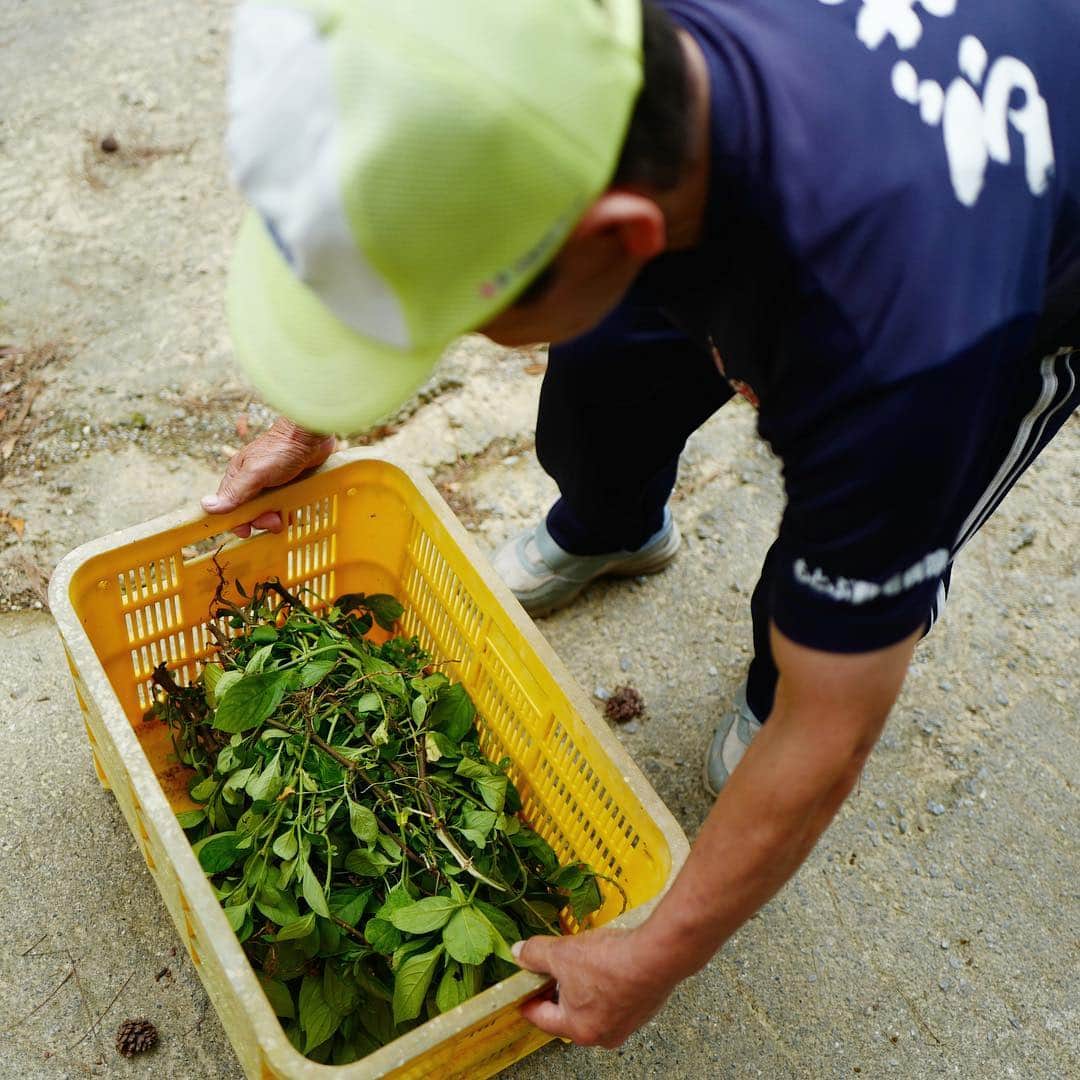 行方 久子 Hisako Namekataのグルメインスタ