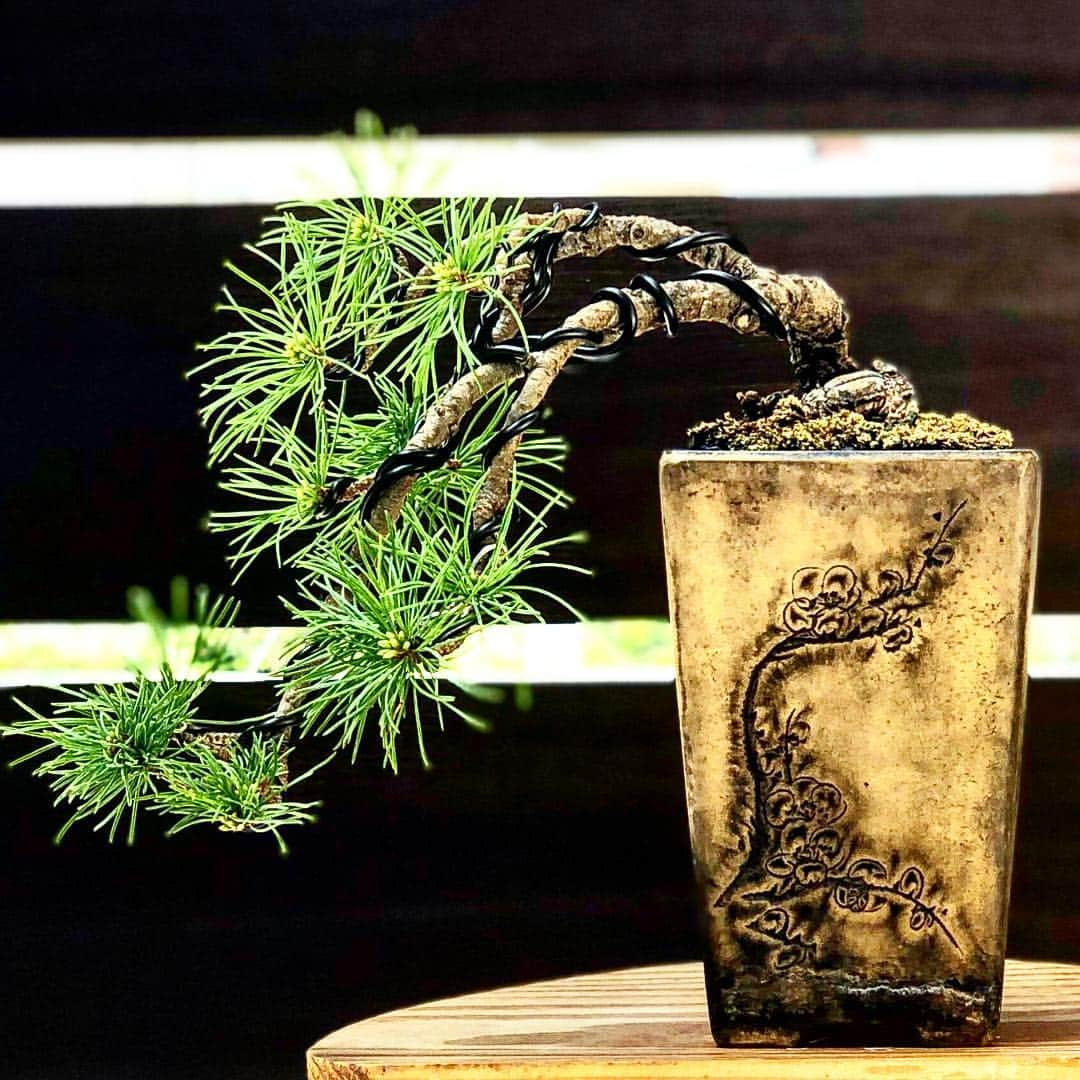 秋山真太郎さんのインスタグラム写真 - (秋山真太郎Instagram)「五葉松🌱✨ #japanesewhitepine#bonsai#bonsaiactor#盆栽#japaneseculture#小林國雄 氏#春花園#半懸崖」4月24日 9時04分 - shintaro_akiyama_official