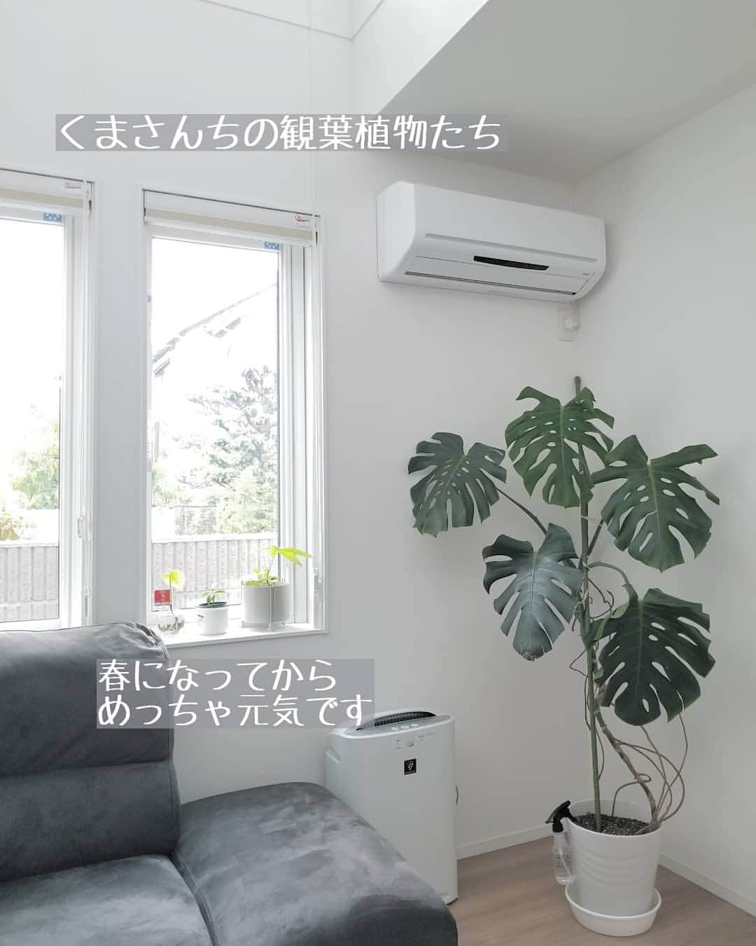 koyukkuma 一条工務店さんのインスタグラム写真 - (koyukkuma 一条工務店Instagram)「• 4月になっても肌寒くてなかなか暖かくならないな～から、急激に暑い～！の日々。 • 間の過ごしやすい時期がほしい…… • もう夜中も暑くて子どもたちは汗びっしょり、窓開けたり肌着1枚で寝てます😅 • 暖かくなると植物にはいいみたいで、元気がいい👍 • 我が家の植物たちの葉っぱがモリモリ🌿🌱 • パキラとガジュマル、同じ土使ってるのにガジュマルの鉢の方が乾き早いのは何でやろう？ • モスラちゃん2世を鉢に植え直すタイミングやら、植物って色々難しいね！ • #一条工務店 #アイスマート #ismart #マイホーム #おうち #インテリア #シンプルインテリア #リビング #南向き #モンステラ  #ヘデラ #ガジュマル #パキラ #植物 #観葉植物 #観葉植物インテリア #暮らし #暮らしを楽しむ #日々のこと #日々の暮らし #すっきり暮らす #シンプルライフ #シンプルな暮らし #暮らしを整える #子どものいる暮らし #緑のある暮らし #グリーンのある暮らし #植物のある暮らし」4月24日 9時04分 - kumasan_ismart