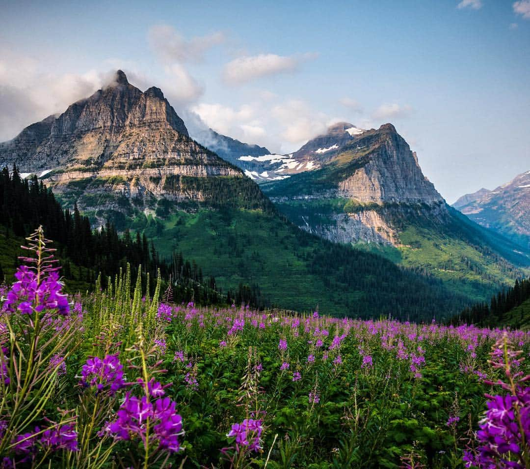 アメリカ内務省さんのインスタグラム写真 - (アメリカ内務省Instagram)「Promising picturesque mountain scenes, Glacier #NationalPark in #Montana is known as the “Crown of the Continent.” Purple fireweed adds color to the lush, green fields with Mount Oberlin and Mount Cannon standing tall as the backdrop. With rugged mountains, sparkling lakes and 700 miles of trails, Glacier is a paradise for adventurous visitors seeking immense beauty and wild landscapes. Journey along the historic Going-to-the-Sun Road or hike, bike and backcountry camp to blend into these beautiful #mountain settings. Photo by National Park Service (@nationalparkservice). #NationalParkWeek #FindYourPark #usinterior #travel」4月24日 9時25分 - usinterior