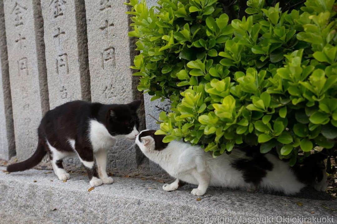 Masayukiさんのインスタグラム写真 - (MasayukiInstagram)「待ちぶせ。  おはようございます。 Good morning from Tokyo Japan ☁️ #cat #ねこ #love」4月24日 9時26分 - okirakuoki