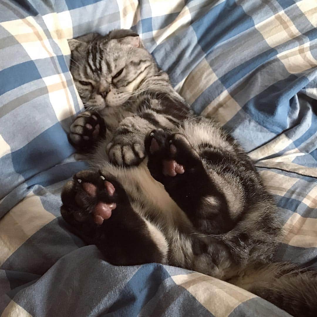 Shishi-maruのインスタグラム：「🐱doze off 🐱ウトウトの、うとまる。 ーーーーーーーーーーー 📕「ぷっちねこ。」単行本発売中 📗「3匹のちいさな猫を召喚できたなら」 📘「ちいさな猫を召喚できたなら」重版出来 ーーーーーーーーーーー ⭐︎ねこ漫画を描いています→@tacos_cat 🐱公式→@chiisanacat 🌺Twitter →@taco_emonemon ーーーーーーーーーーー」