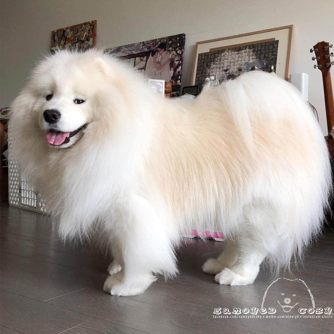 Alex Toさんのインスタグラム写真 - (Alex ToInstagram)「White lion 🥰🥰🥰 #cute #dog #doglover #dogsofinstagram #dogoftheday #dogofthedayjp #dogstagram #fluffy #hkig #hongkong #ilovemydog #instadog #instagood #instamood #instagraphy #instapic #samoyedoninstagram #pet #petlovers #petsofinstagram #petstagram #photooftheday #puppy #pupsofinstagram #samoyed #samoyedsofinstagram #webstagram #犬 #サモエド」4月24日 10時07分 - alexto