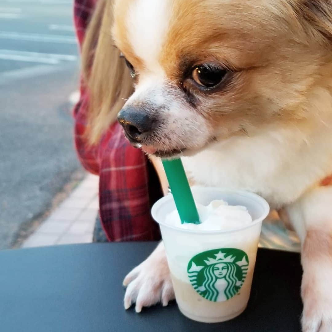 石関友梨さんのインスタグラム写真 - (石関友梨Instagram)「フラペチーノうまぁ #スタバ #スタバ新作 #フラペチーノ #試飲カップ #ユニ #サイズぴったり #実際飲んでません #ティータイム #鼻水」4月24日 10時08分 - yurimorico