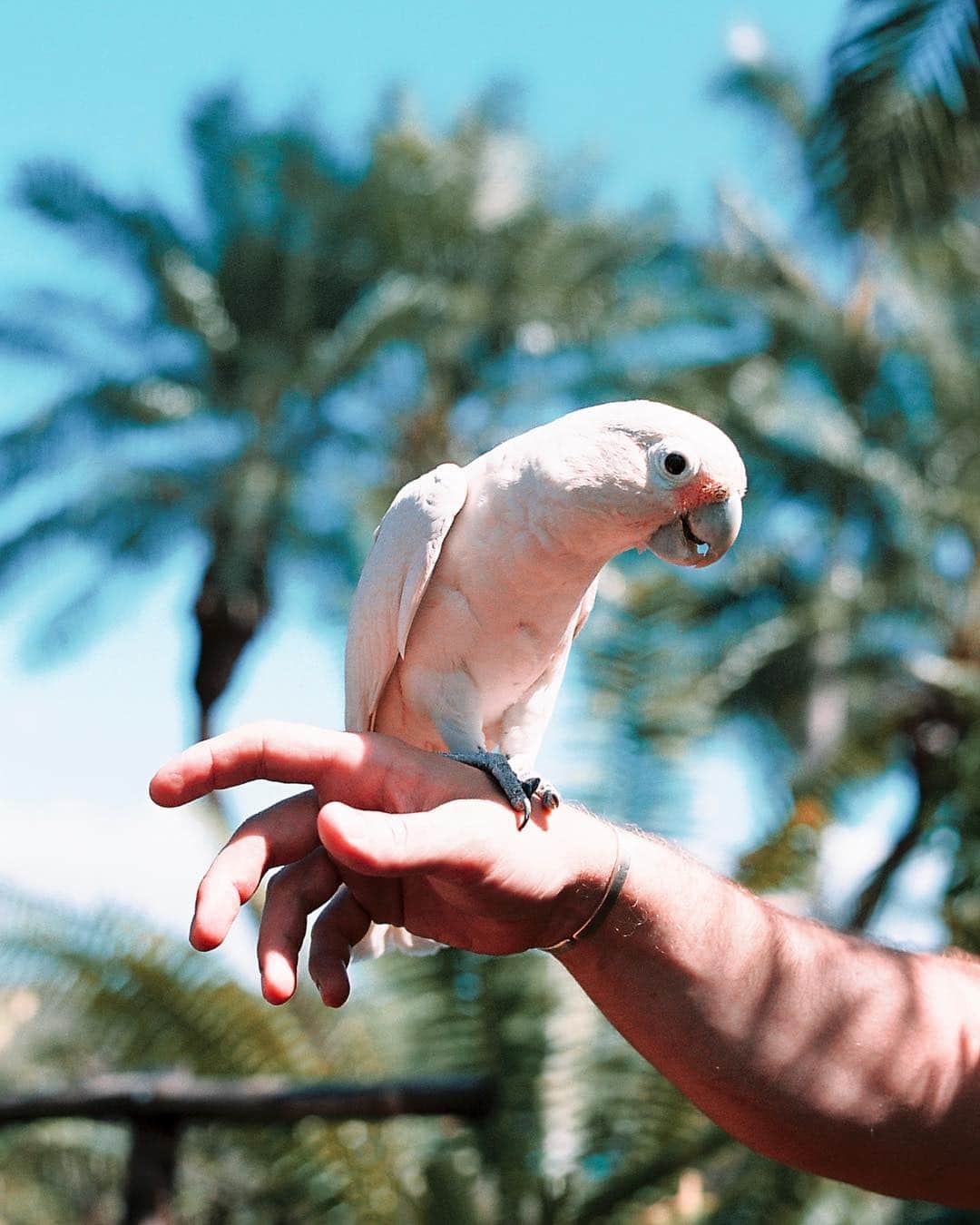 Robert Bingamanのインスタグラム：「Let there be bird.」