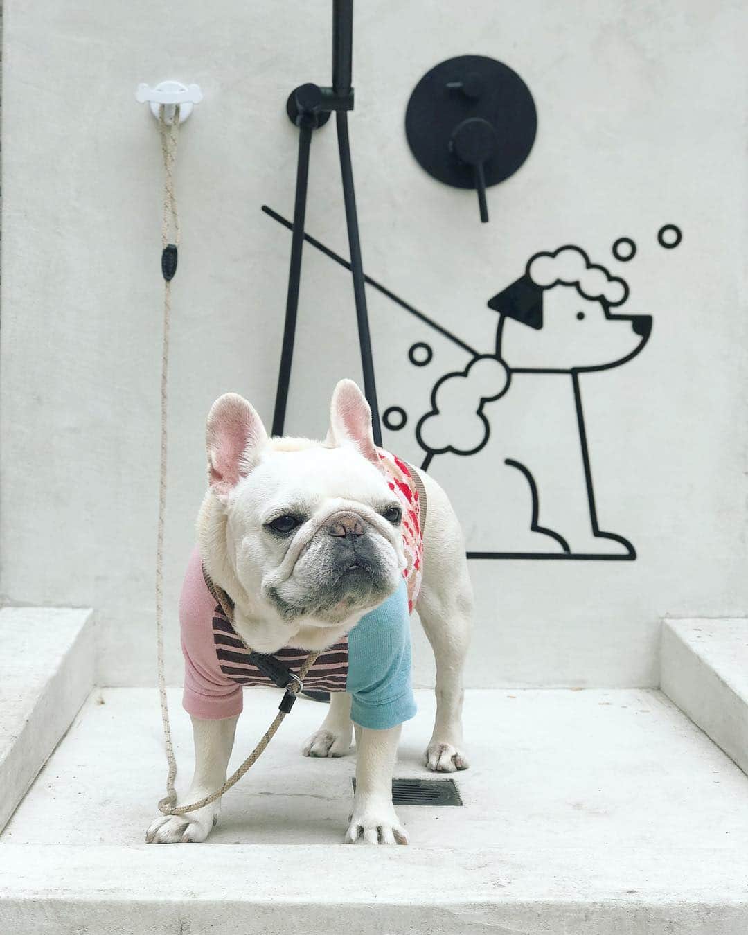 Ham-chanさんのインスタグラム写真 - (Ham-chanInstagram)「#frenchbulldog #frenchie #hamchan #フレブル #フレンチブルドッグ #はむちゃん #散歩 #おはよう 😊🐶✨ この後雨に降られた☔️」4月24日 10時50分 - hide_ham_tank