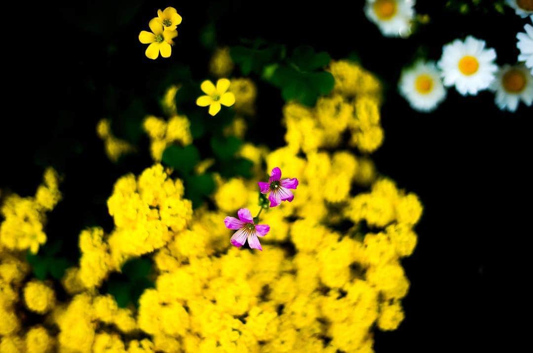 宇田川大輔さんのインスタグラム写真 - (宇田川大輔Instagram)「お気に入りに追加。#4月の花  #奥渋 #flower  #voigtlander」4月24日 11時05分 - udagawadaisuke