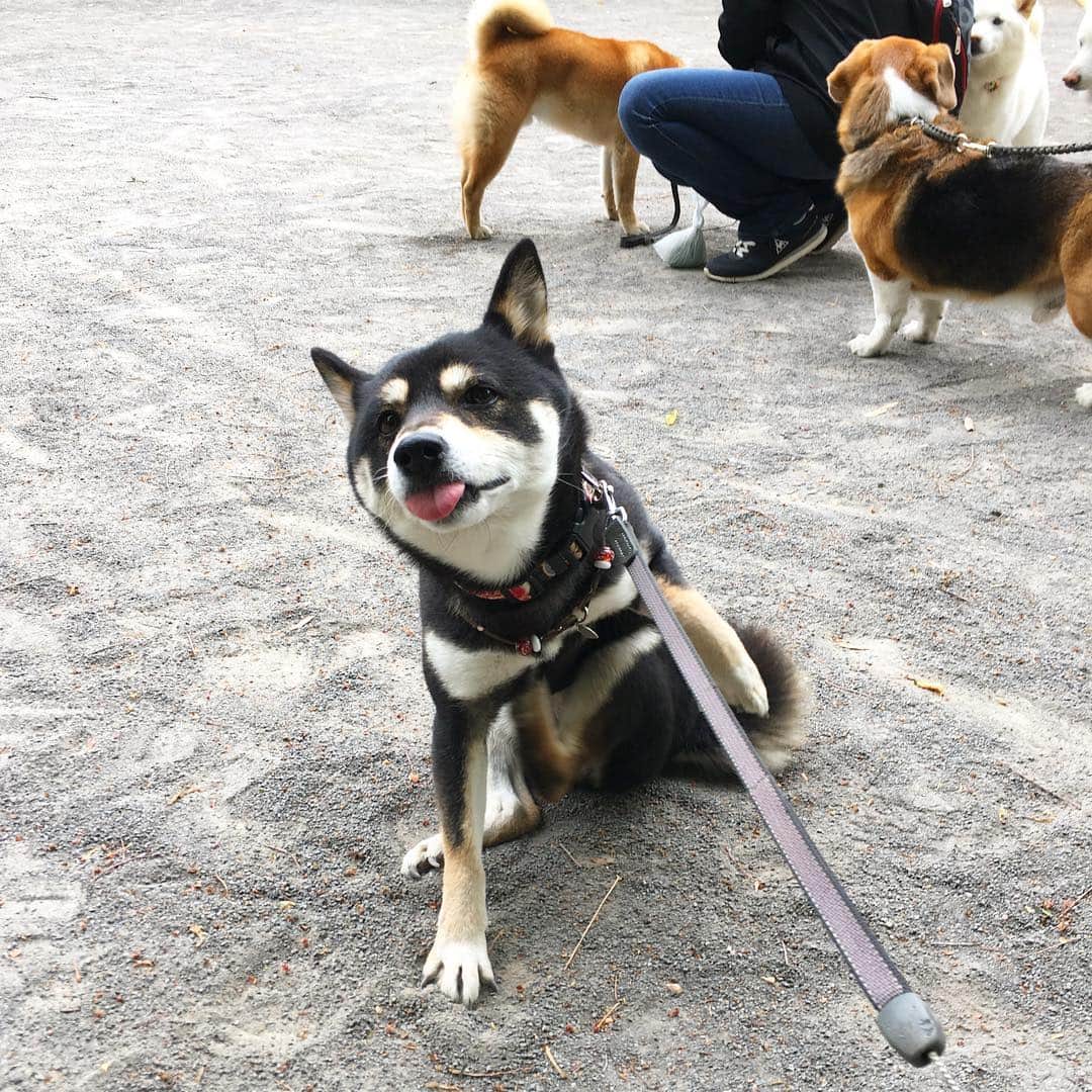 vo_coのインスタグラム：「🧘🏻‍♀️ 久しぶりの柴ヨガの時間です！ 今日は4:35分のポーズです * 森へ行ってもおやつ祭りに参加せずに1人ヨガをするストイックなあたしを見て！ * #柴ヨガ #4時35分のポーズ  #shibastagram #instashiba #shiba #shibainu #黒柴 #柴犬」