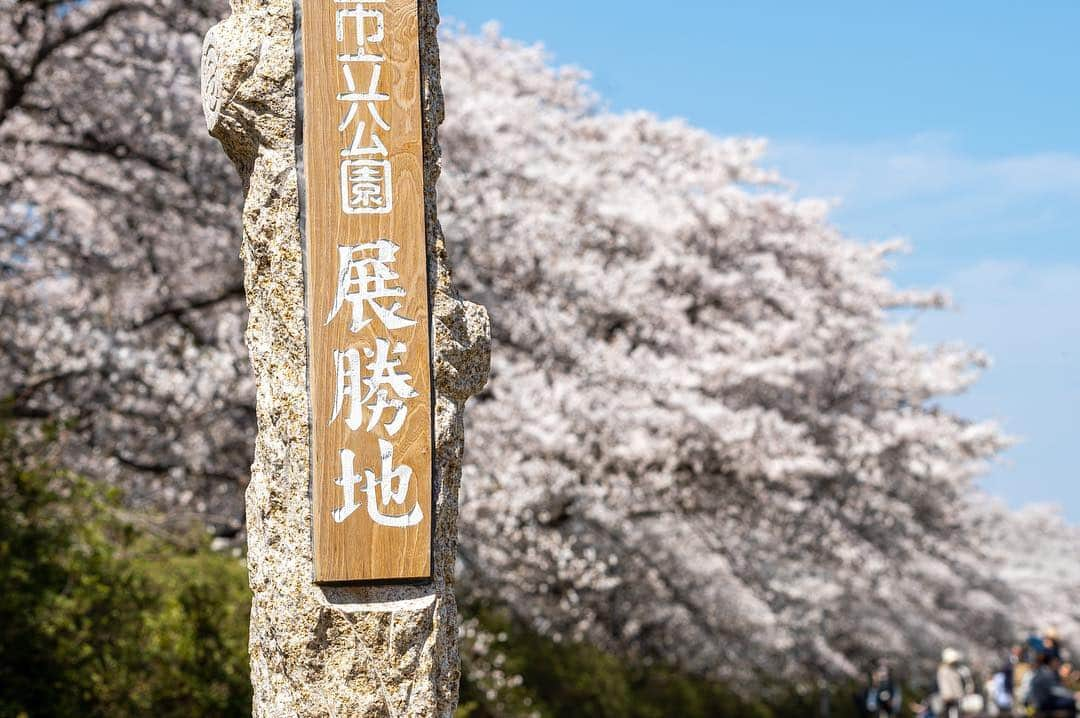 山人さんのインスタグラム写真 - (山人Instagram)「岩手県北上市「展勝地」見頃です。 道路もけっこう混み合っておりますが30分ほど待てれば駐車場に入られます♪ 秋田県角館武家屋敷も見頃だとか！ 西和賀町のカタクリは咲き始めです。一気に見頃が来ますよ〜お楽しみに♪  It’s time for Sakura. We are at Tenshochi. ・  #西和賀春物語 #桜 #sakura #カタクリ #flower #sakura #cherryblossom #cherrytrees #東北 #温泉ソムリエ #旅游景点 #spring #春 #春がきた #winter #picnic #さくら #花見 #桜名所 #japan #日本 #retrip_nippon #サク旅 #週末野心 #お国じまん #山人 #展勝地」4月24日 11時19分 - yamado.official