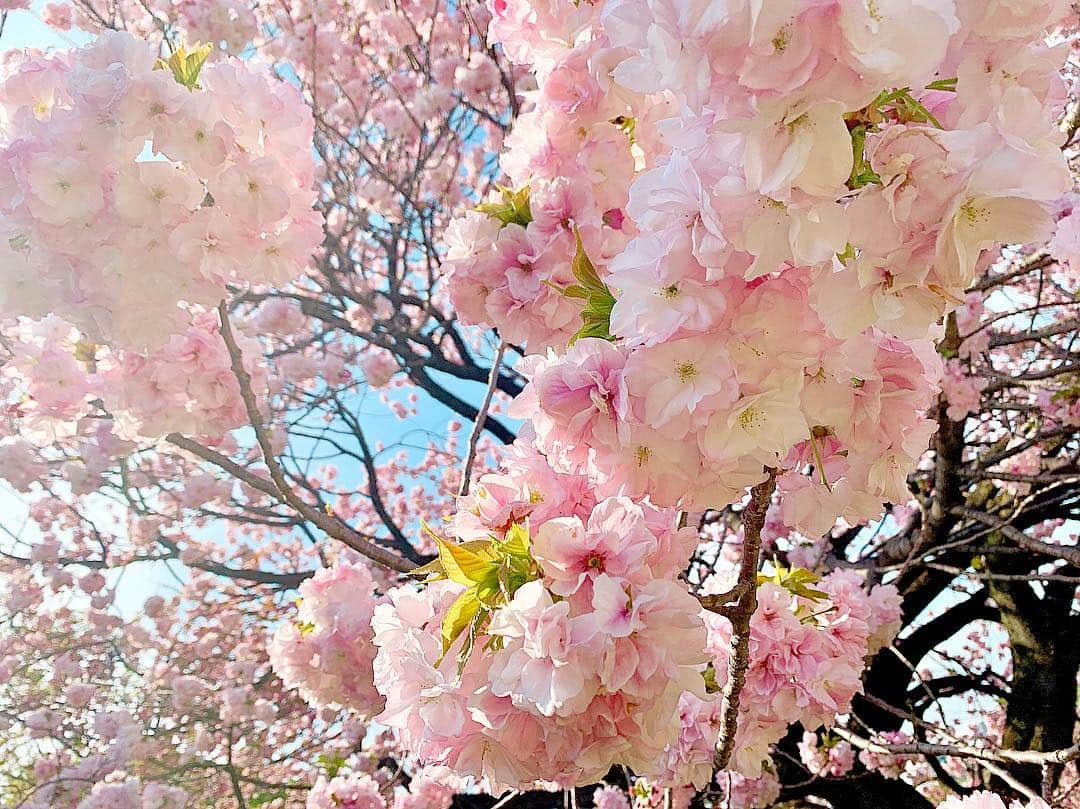 美咲あいりさんのインスタグラム写真 - (美咲あいりInstagram)「🌸」4月24日 11時32分 - misakiairi