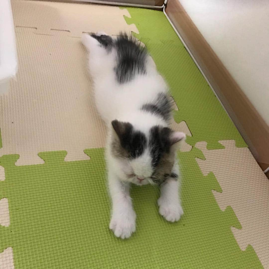 こちょねこ父さんのインスタグラム