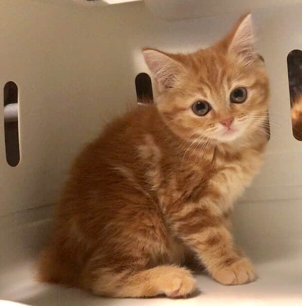 まんちの樹 マンチカンブリーダー さんのインスタグラム写真 まんちの樹 マンチカンブリーダー Instagram マロンベビー マロ赤ちゃん 短毛だけど毛並みが抜群 マンチカン Munchkin まんちかん スコティッシュフォールド 猫 ねこ ネコ ねこ部 子猫 にゃんす