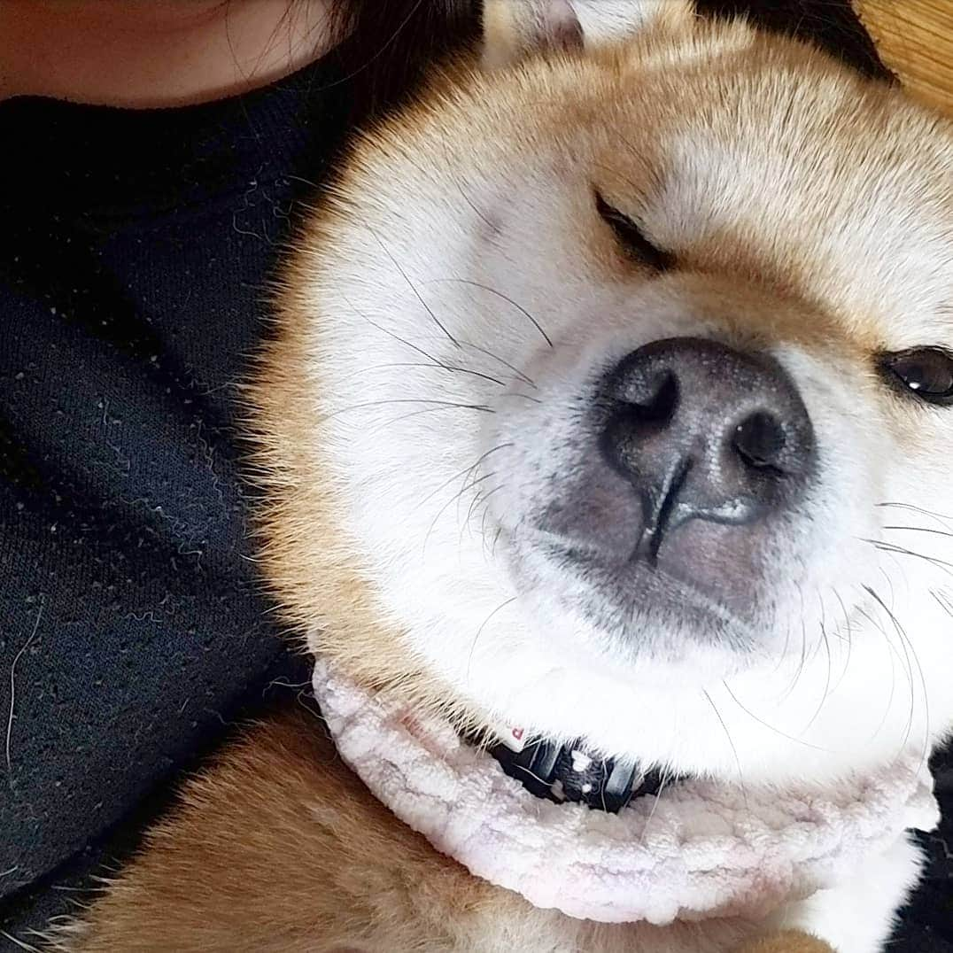 柴犬たま Shibainu Tamaさんのインスタグラム写真 - (柴犬たま Shibainu TamaInstagram)「( ˘ω˘)ｽﾔｧ… * Caption trans🇬🇧 sleepy… * #たま家族 #柴犬ミケ #寝顔 #すやすや #スヤァ #おばけ手 #柴犬 #shiba #shibainu #shibastagram #犬 #dog」4月24日 21時08分 - tama7653