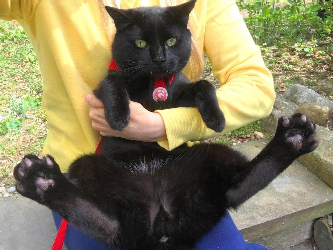 セルジオさんのインスタグラム写真 - (セルジオInstagram)「When uber mom says fasten your seatbelt, she means it. Yesterday I nearly flew off the catio at a frightening speed.⚡️ The G-forces flung my panther gams wide open,  exposing my tidbits to the whole neighborhood.  Mom’s new name is Lead Foot Franny .... #slowdown woman!👱🏼‍♀️👟💨 . . #gforces #spreadeagle #familyjewels #needforspeed #uber #catmom #buckleup #monkeybusiness #igcats #catonaleash #catexplorer #catio #blackcatsrule #blackcats #blackcatsofinstagram #catsofinsta #igkitty #catslife #catsrule #spoiledcats #happycats #rescuecats #happycatclub #vampirecat #teefies #toebeans #pawsup #sillycats #monkey🐒」4月24日 21時13分 - monkandbean