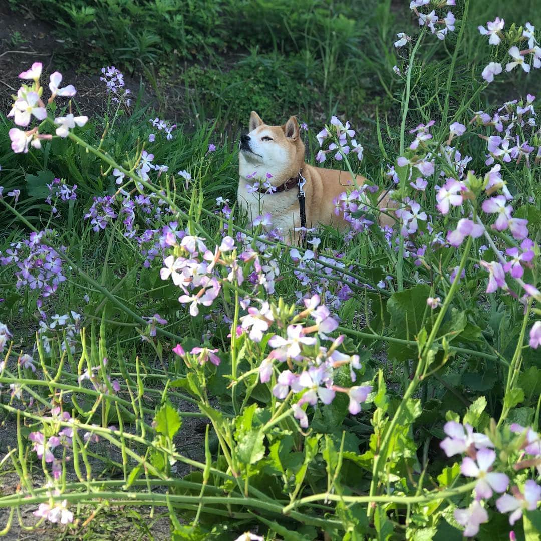 マル子さんのインスタグラム写真 - (マル子Instagram)「写真とは全然関係ないですが、風邪があまり良くならなくて特に咳が酷くてあとは鼻水が少しなんです。 そんな話をすると2〜3人の人が「それはヒノキの花粉症ではないか」と！ なんと不吉な！ 今は「これは風邪だ！」と自分に言い聞かせて風邪薬を飲んでいます。 ヒノキの花粉症ってこんなに咳き込むんですか？ #花粉症じゃない  ね！#マル子 ？」4月24日 21時18分 - tomikago