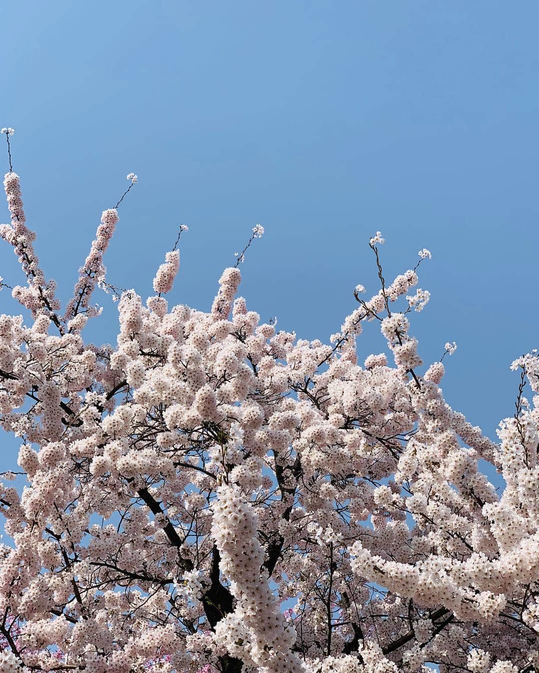 稲葉千秋さんのインスタグラム写真 - (稲葉千秋Instagram)「昨日は桜川の桜の取材♪ 見事に満開に咲き誇っていました😆 高校の通学路で、毎朝毎晩癒されていた 大好きな桜並木✨ 今年も美しかったです💕 取材終わりに記念に撮ってもらいました🌸 #青森市桜川  #満開の桜  #桜フォト  #ニュース取材  #大好きな道  #バイト君が撮ってくれました #稲葉千秋」4月24日 21時55分 - chakey_15