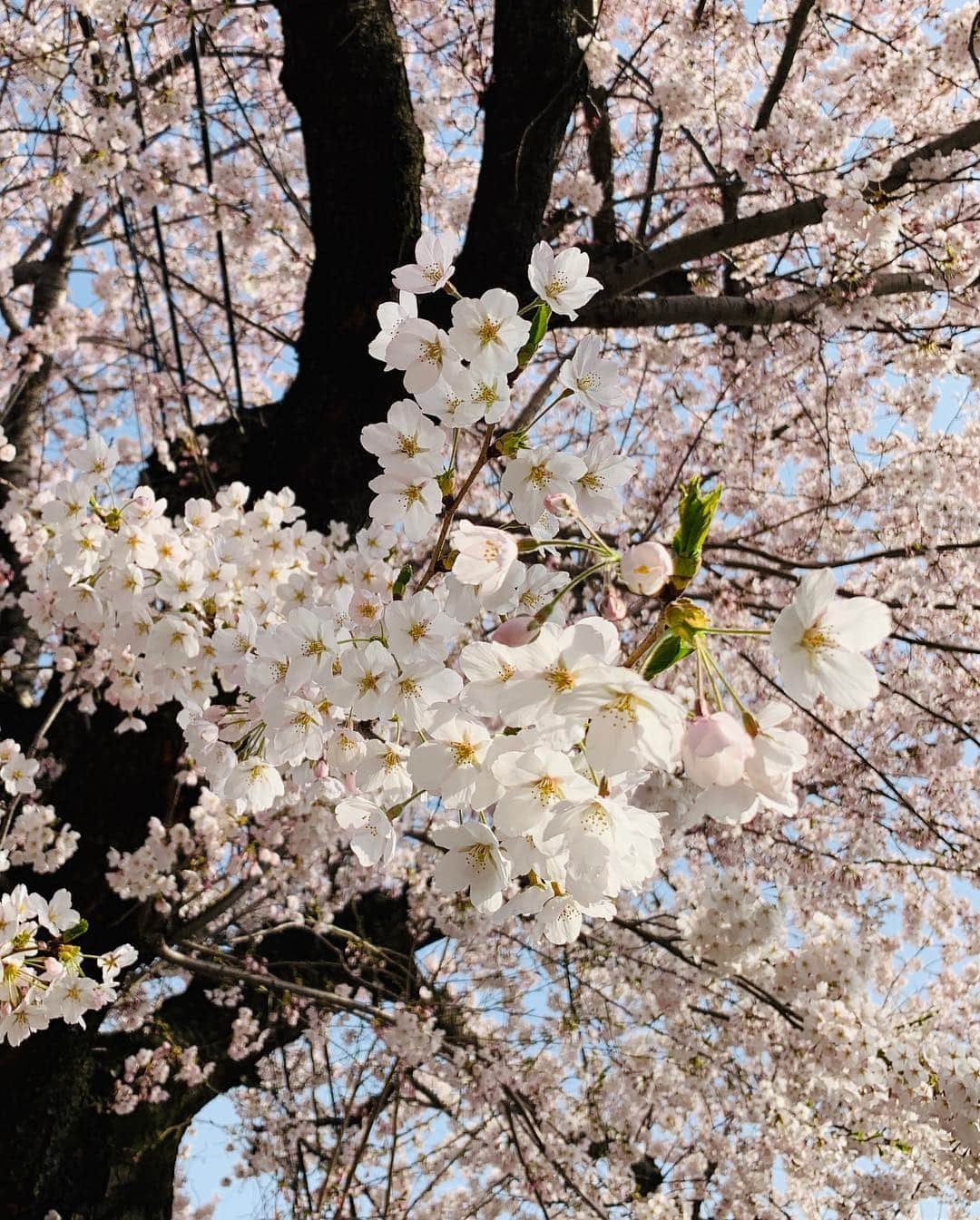 稲葉千秋さんのインスタグラム写真 - (稲葉千秋Instagram)「昨日は桜川の桜の取材♪ 見事に満開に咲き誇っていました😆 高校の通学路で、毎朝毎晩癒されていた 大好きな桜並木✨ 今年も美しかったです💕 取材終わりに記念に撮ってもらいました🌸 #青森市桜川  #満開の桜  #桜フォト  #ニュース取材  #大好きな道  #バイト君が撮ってくれました #稲葉千秋」4月24日 21時55分 - chakey_15