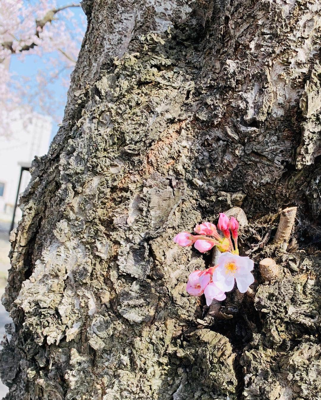 稲葉千秋さんのインスタグラム写真 - (稲葉千秋Instagram)「昨日は桜川の桜の取材♪ 見事に満開に咲き誇っていました😆 高校の通学路で、毎朝毎晩癒されていた 大好きな桜並木✨ 今年も美しかったです💕 取材終わりに記念に撮ってもらいました🌸 #青森市桜川  #満開の桜  #桜フォト  #ニュース取材  #大好きな道  #バイト君が撮ってくれました #稲葉千秋」4月24日 21時55分 - chakey_15