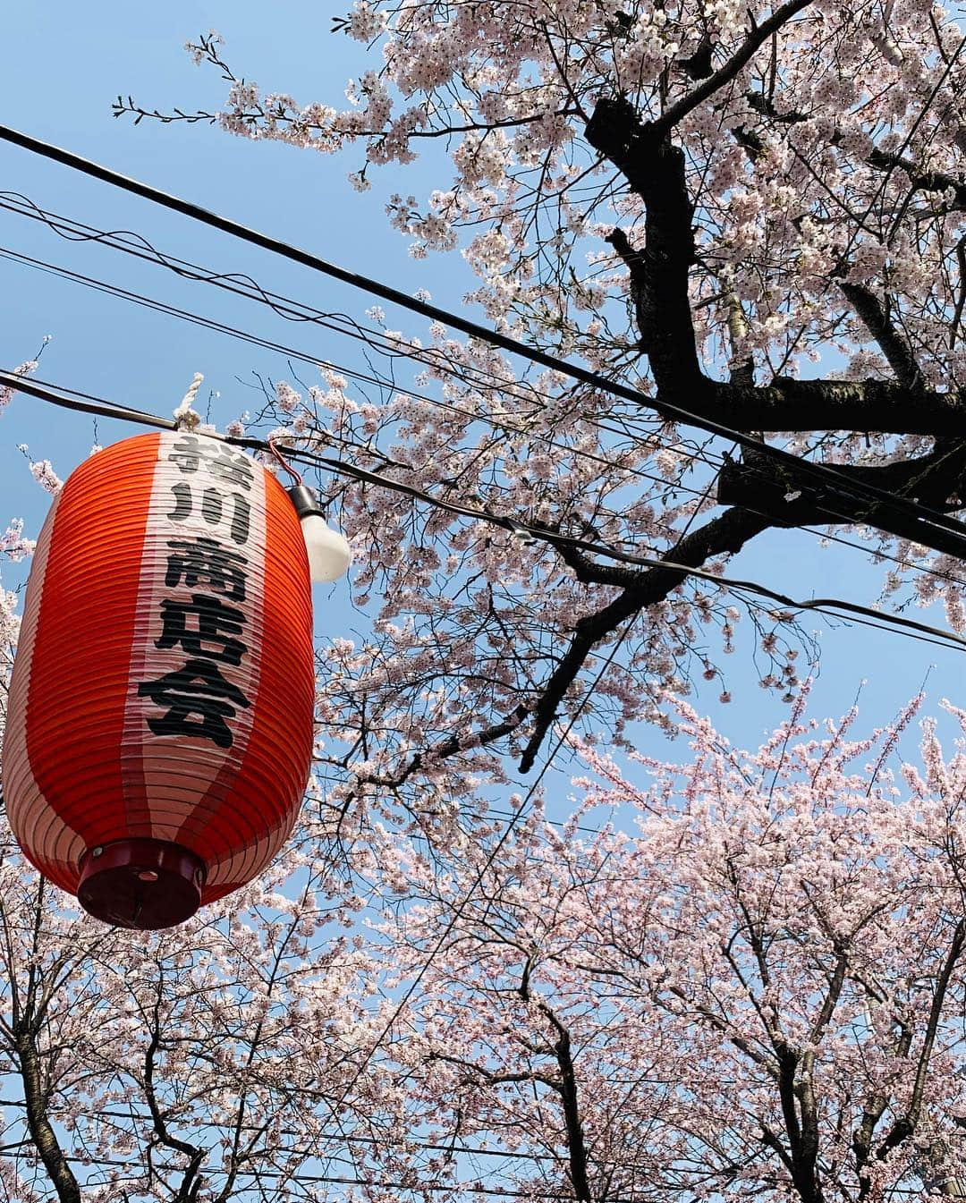 稲葉千秋さんのインスタグラム写真 - (稲葉千秋Instagram)「昨日は桜川の桜の取材♪ 見事に満開に咲き誇っていました😆 高校の通学路で、毎朝毎晩癒されていた 大好きな桜並木✨ 今年も美しかったです💕 取材終わりに記念に撮ってもらいました🌸 #青森市桜川  #満開の桜  #桜フォト  #ニュース取材  #大好きな道  #バイト君が撮ってくれました #稲葉千秋」4月24日 21時55分 - chakey_15