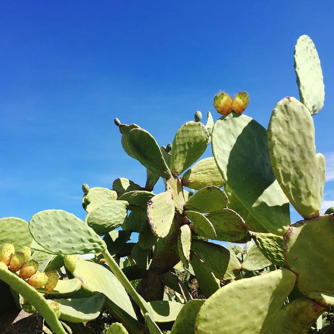 のインスタグラム：「In order to not get pricked by the prickly pairs, Sicilian farmers and cultivators used the “Coppo”, a traditional cane to which a cylindrical cone is attached at the bottom into which the prickly pear or the so called "ficudinnia" is introduced. A simple rotation and the fruit comes out of the cone.  #DGSicily58 #DGDNA」