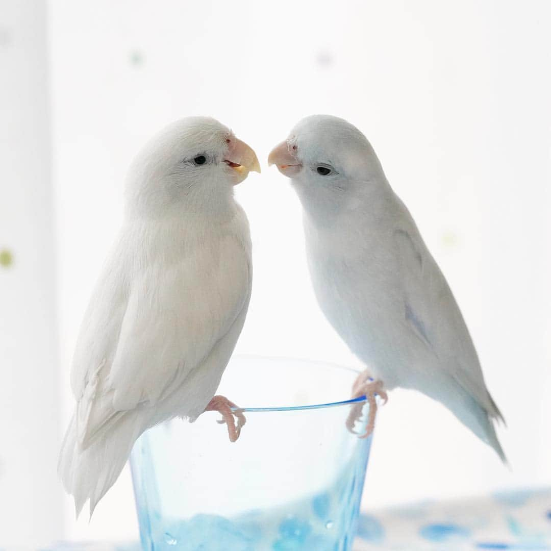 SAORIさんのインスタグラム写真 - (SAORIInstagram)「. Ramune and Soda♡ * * 今日はソーダの月命日 ソーちゃん いつもふたりを見守ってくれてありがとうね 優しいカキカキの仕方を… デューにこっそり教えてくれると嬉しいな ずっと大好きだよ * * 2019.4.24 た * * 2019.2.24 #ラムネ #ソーダ #インコ #マメルリハ #ペット #ふわもこ部 #鳥 #小鳥 #parrotlet #pacificparrotlet #pet #petbird #parakeet #bird #forpus #cute #animal #ZIP写真部 #pets_perfection #animalsco #buzzfeedanimals #weeklyfluff #癒し #igersjp #kawaii #love」4月24日 22時01分 - ramune0123