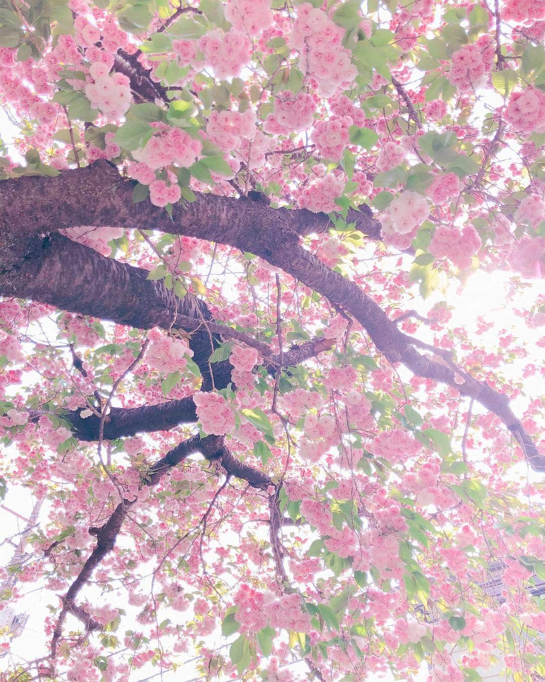 咲花莉帆さんのインスタグラム写真 - (咲花莉帆Instagram)「#牡丹桜 がとっても綺麗に咲いていました！﻿ ﻿ やっと春ですね🌸﻿ ﻿ ﻿ ただそれだけなのですが、なんとなく嬉しかったのでお裾分けです🎁﻿ ﻿ ﻿ #八重桜 と牡丹桜は同じらしい﻿ #花粉症 もやっと終盤 #お裾分け」4月24日 22時03分 - sakihanariho94