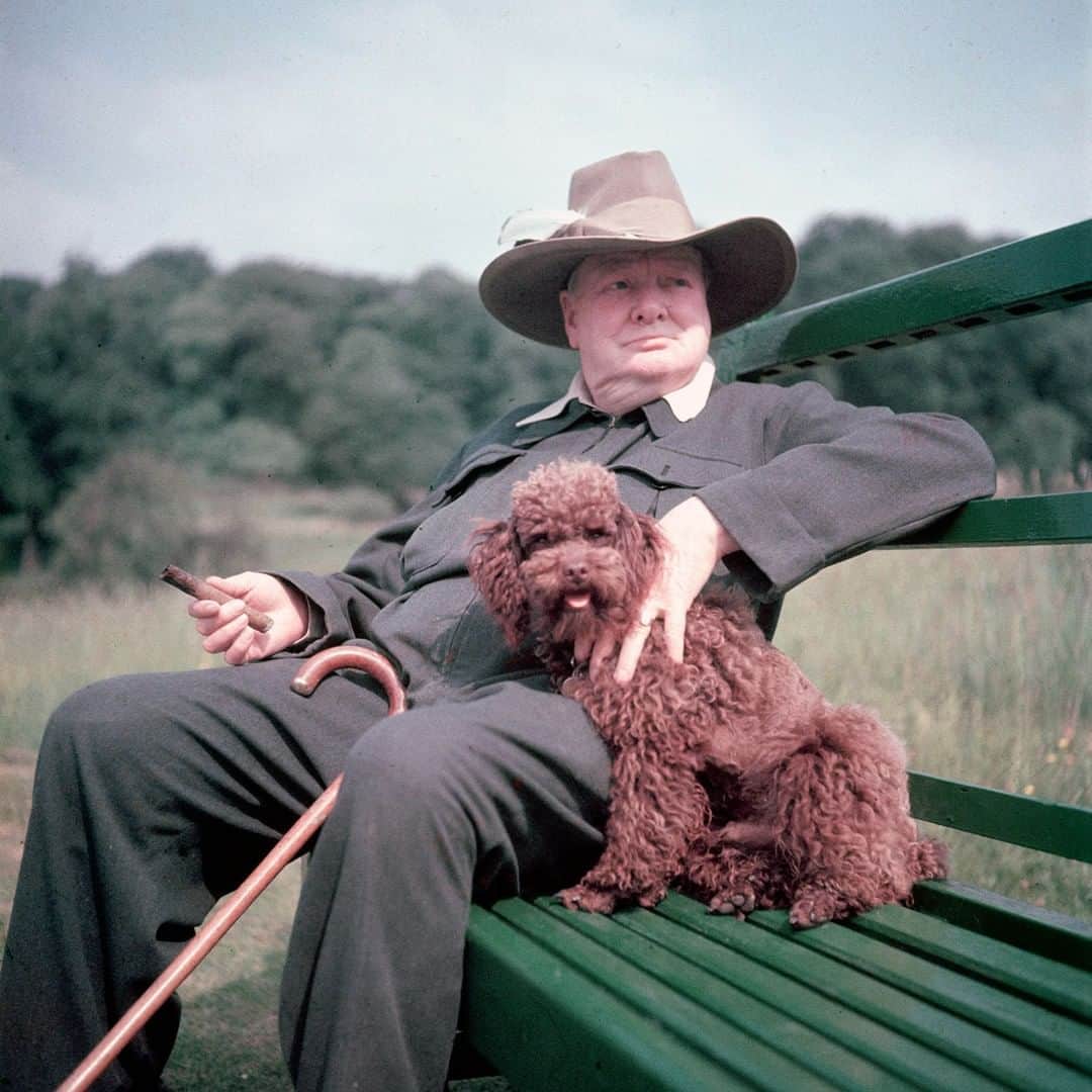 lifeさんのインスタグラム写真 - (lifeInstagram)「LIFE legend Winston Churchill was knighted by Queen Elizabeth II on this day in 1953. He is pictured here with his pet poodle, Rufus, on his estate at Chartwell, near Westerham, Kent, England, 1950. (Mark Kauffman—The LIFE Picture Collection/Getty Images) #LIFElegend #wildLIFEwednesday #WinstonChurchill #dogsofinstagram」4月24日 22時15分 - life