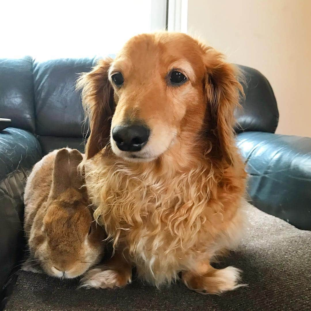 Chieko Shibutaさんのインスタグラム写真 - (Chieko ShibutaInstagram)「たろー🐶＆うじゃこ🐰 地方☀️ たろー！ お留守番の日🏠 つまんないお顔 してるね⤵︎ 我慢 我慢😊🐰✨ 💕✨🐶🍀🐰✨💕 #dachshund #dachshunds #dachshundlove #dog #dogs #doglove #instadog #instagram #instagood #pet #pets #petsagram #cute #cutepe #cutepet #cutedog #cuteanimals #likes #09076999576 happy #smile #rabbit #ラビット #ミニュチュア #ミニュチュアダックス  #ミニュチュアダックスフント #うさぎ部 #うさぎ #ダックス #ダックスフンドロングヘアー#ねざーらんどどわーふ」4月24日 22時21分 - chieko.81