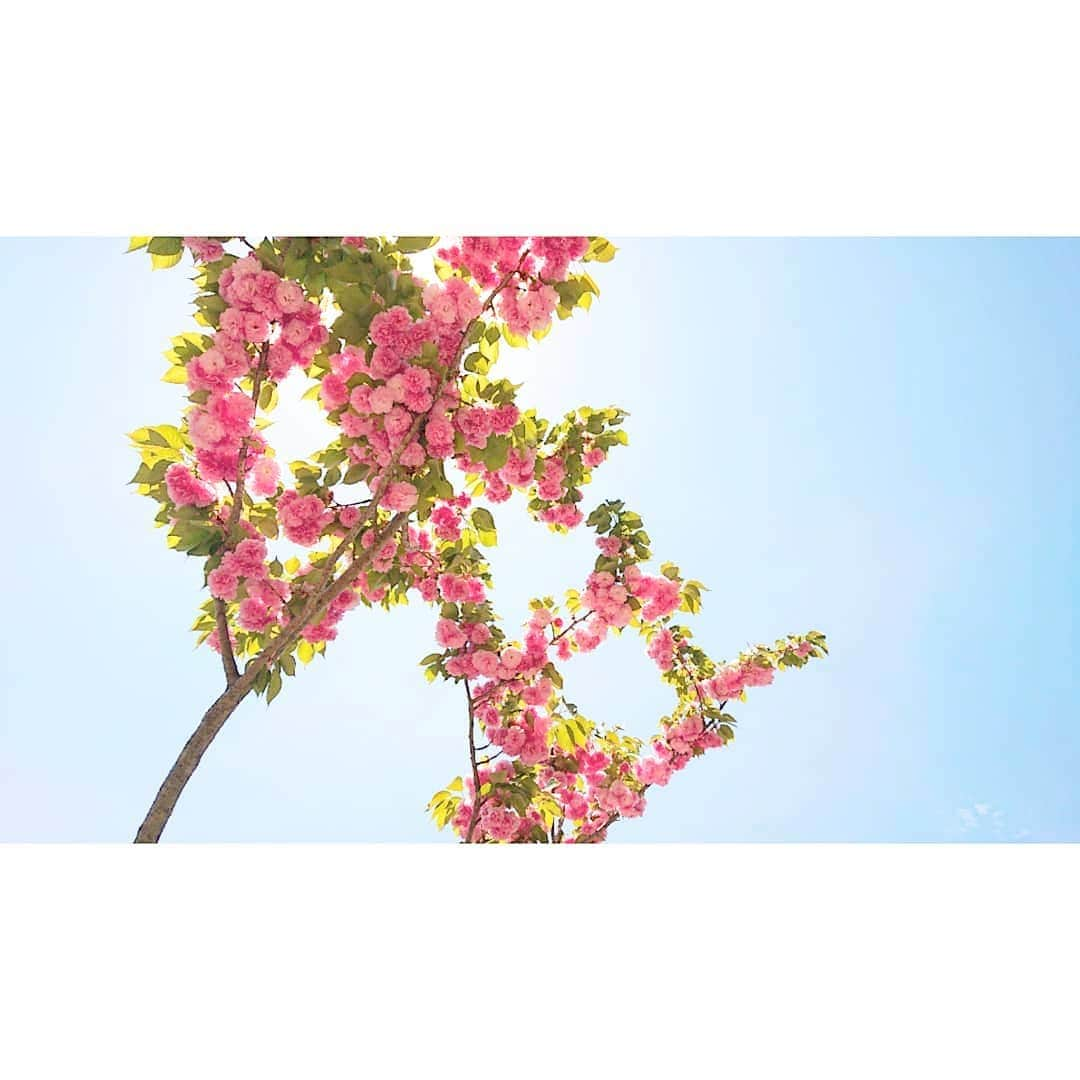 加藤沙知さんのインスタグラム写真 - (加藤沙知Instagram)「八重桜  青空と太陽の輝きに映えて綺麗でした！  #八重桜 #やえざくら #花 #青空」4月24日 22時22分 - mrt.kato