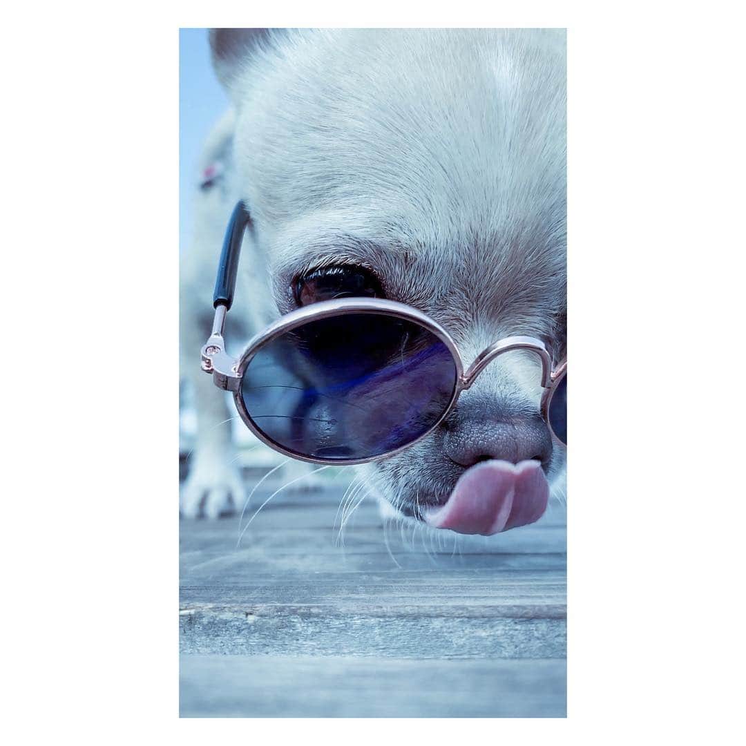 巴田みず希さんのインスタグラム写真 - (巴田みず希Instagram)「ちょっとクールな小晴くん。 ・ He looks like a clever boy. ・ ・ ・ #chihuahua #chihuahua_feature #chihuahualife #chihuahuafanatics #chihuahuaoftheday #dog #dogoftheday #dogstagram #doglovers #dogs_of_instagram #dogsofinstagram #ilovemydog #doglover #チワワ #犬 #スムースチワワ #スムチー #わんこ #ちわすたぐらむ #いぬすたぐらむ #スムースチワワ部」4月24日 13時34分 - mizukitomoda