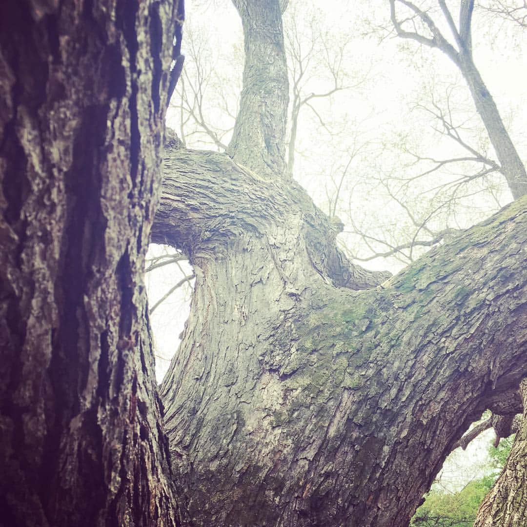福田洋さんのインスタグラム写真 - (福田洋Instagram)「新宿御苑にあるハルニレと言う巨木。樹齢は120年以上だそう。  なぜこんなにねじ曲がっているのか。 なぜこんなにデカいのか。 なぜこんなにゴツゴツしているのか。 どんなに勉強して「ハルニレ」について詳しくなったところで、一体何なのか？は分からない。  この世の当たり前にいちいち感嘆する、これもヨガ。  #yoga #sourceoflife #taoism #ハルニレの木」4月24日 13時35分 - trans_am_hiroshi