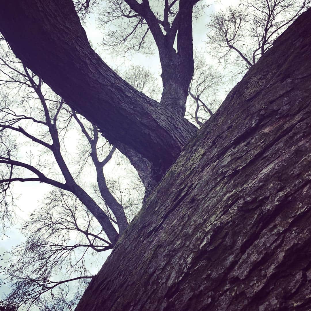 福田洋さんのインスタグラム写真 - (福田洋Instagram)「新宿御苑にあるハルニレと言う巨木。樹齢は120年以上だそう。  なぜこんなにねじ曲がっているのか。 なぜこんなにデカいのか。 なぜこんなにゴツゴツしているのか。 どんなに勉強して「ハルニレ」について詳しくなったところで、一体何なのか？は分からない。  この世の当たり前にいちいち感嘆する、これもヨガ。  #yoga #sourceoflife #taoism #ハルニレの木」4月24日 13時35分 - trans_am_hiroshi