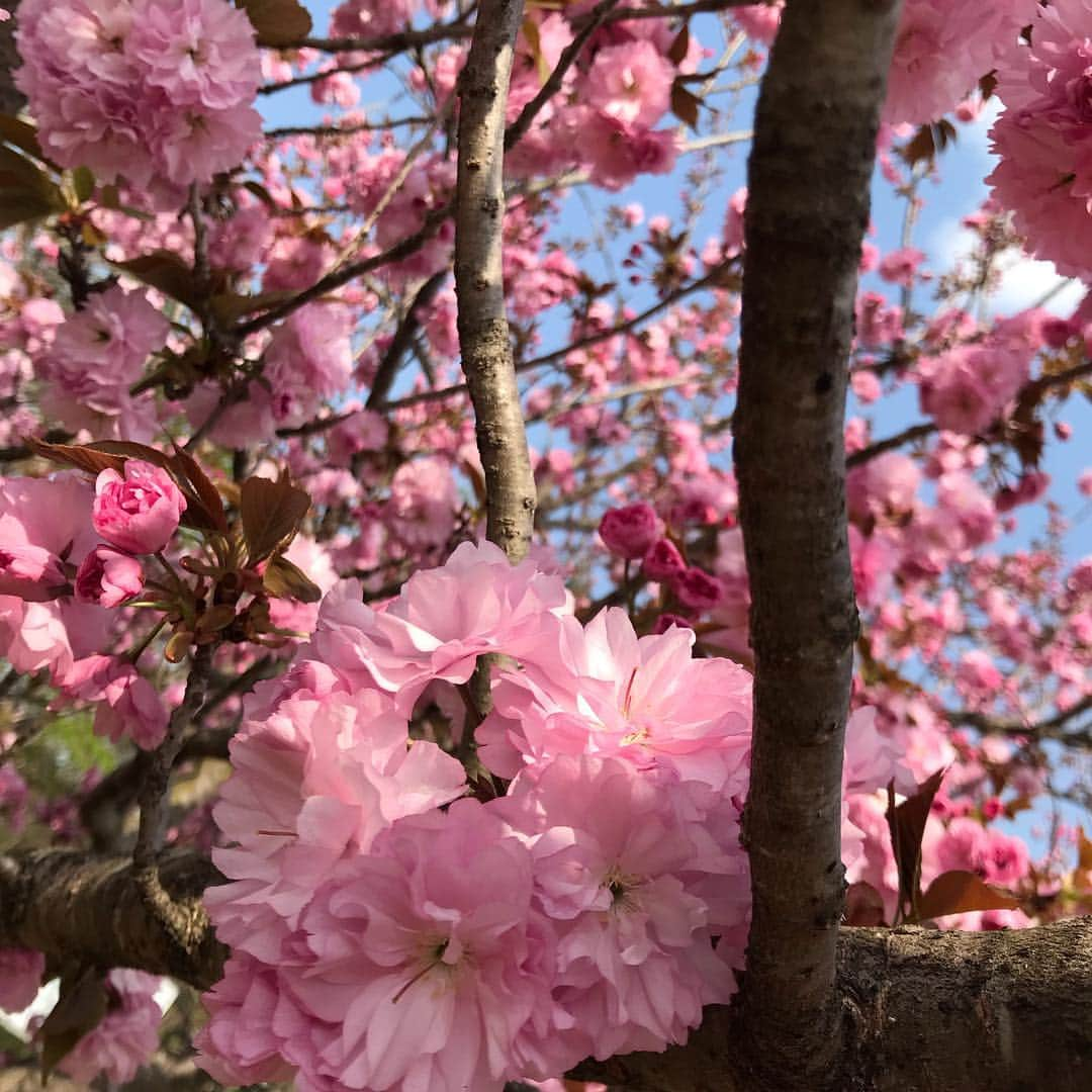 竹岡圭さんのインスタグラム写真 - (竹岡圭Instagram)「今春のお天気は本当にめまぐるしい😅急激に暖かくなってきましたねー😊着るものに迷いますー😆」4月24日 14時35分 - kei_takeoka