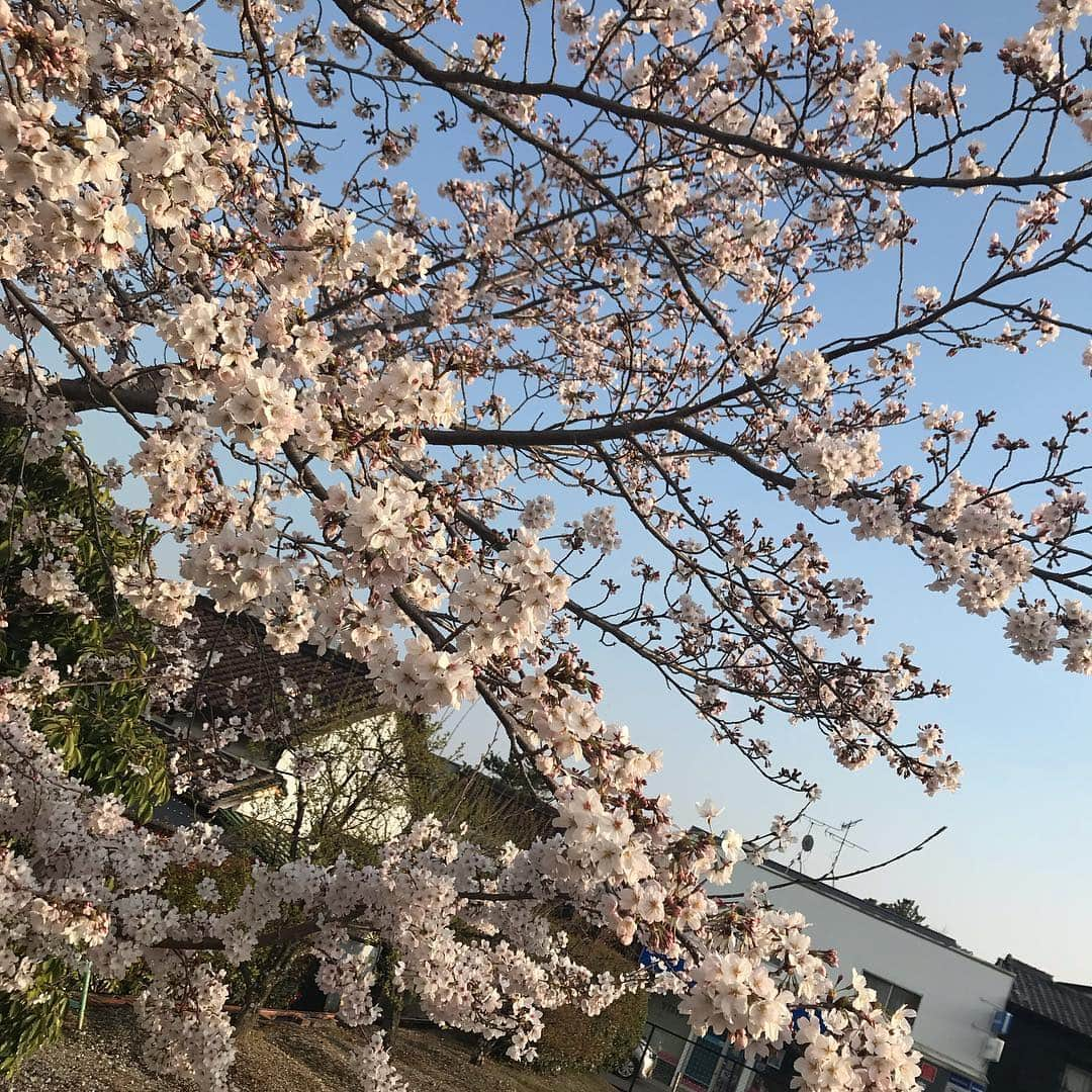 ゆずの小町天王寺店さんのインスタグラム写真 - (ゆずの小町天王寺店Instagram)「天王寺店限定  桜と黒蜜のジェラートは4月末までです。  是非是非ご賞味下さい。  #ゆずの小町#ゆずの小町天王寺#ゆずこま#osaka#居酒屋#個室居酒屋#個室#食べ飲み放題#コース料理#天王寺北口#天王寺区#大阪市#tennouji#天王寺#飲み会#和食#創作料理#飲み放題#地下鉄天王寺駅#JR天王寺駅#近鉄阿倍野橋駅#激辛#学割#学生#宴会#食べ放題#オススメ#歓送迎会#4月#ハンパない」4月24日 14時37分 - yuzunokomachi_tennouji