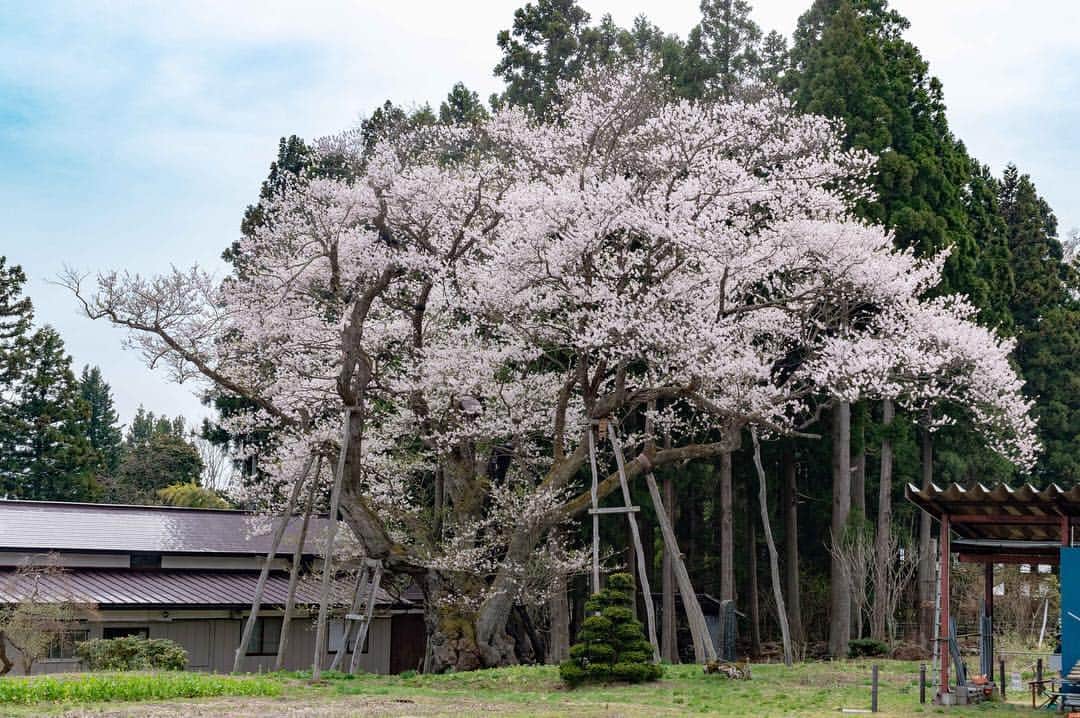 やまがた長井観光局さんのインスタグラム写真 - (やまがた長井観光局Instagram)「【開花情報】🌸⁣⠀ 草岡の大明神ザクラは #見頃 となりました🌸⁣⠀ 日本屈指の巨木の先に、薄桃色のキレイな桜が #満開 に咲き誇ります。⁣⠀ 売店・ガイドもお待ちしておりますよ～🍆⁣⠀ ⁣⠀ 置賜の桜も今週いっぱいが見頃となりそう⁉⁣⠀ まだ見てない！という方は、ぜひお早めに🌸🌸🌸⁣⠀ ⁣⠀ 桜の最新情報はコチラ⏬⁣⠀ 置賜さくら回廊 ホームページ⁣⠀ https://www.okitama-sakura.com/blank⁣⠀ ⁣⠀ ⁣#山形 #おきたま #長井市 #長井旅 #ながいたび #東洋のアルカディア #やまがたアルカディア観光局⁣ ⁣⠀⁣⠀ #さくら #小桜館 #開花 #最上川堤防千本桜 #花見 #桜スポット #もうすぐ #満開⁣ #南陽市 #白鷹町⁣ #草岡の大明神桜⁣⠀ #yamagata #nagai #travel #cherryblossom #like4like⁣⠀」4月24日 14時52分 - nagai_kankou