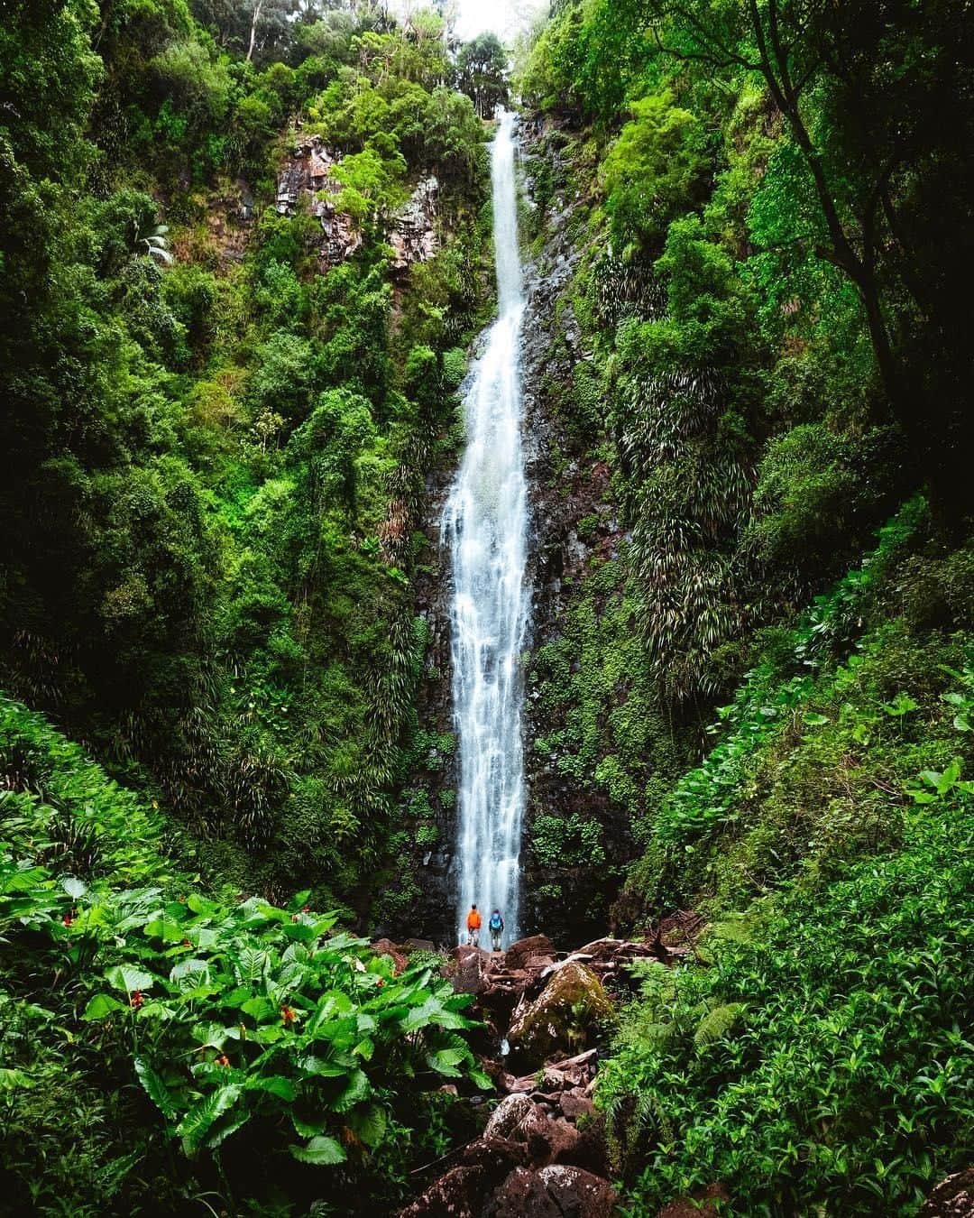 Australiaさんのインスタグラム写真 - (AustraliaInstagram)「Sending you some lush green vibes from #LamingtonNationalPark 🌲🌿🍃 According to @reubennutt, it took “a few rainy hours” for him and his mates to get to #LarapintaFalls in this @queensland national park, but this epic view was well worth it! An hour’s drive from @destinationgoldcoast, this park is renowned for its beautiful #waterfalls and scenic walking trails, especially after rainy days when the waterfalls are at full force. If you want help finding the best spots, join @southerncross4wdtours or book a @aatkings tour, the guides will know exactly where to take you!  #SeeAustralia #thisisqueensland #WeAreGoldCoast #travel #thegreatoutdoors」4月24日 15時00分 - australia