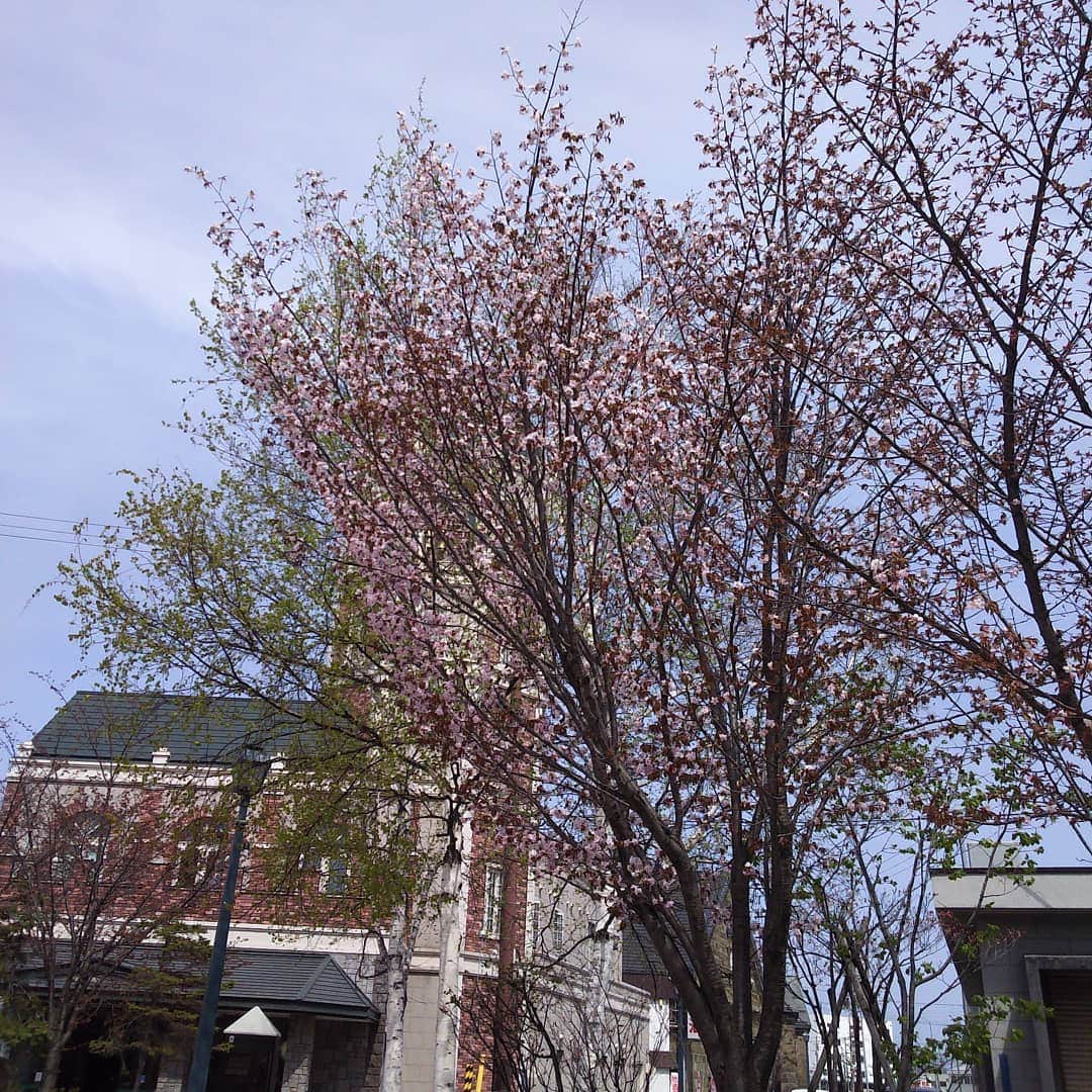 まりもっこりさんのインスタグラム写真 - (まりもっこりInstagram)「小樽ルタオさんとこの桜も咲き始めたね～♪ #桜  #ちょっと寄り道」4月24日 15時25分 - marimokkori2005