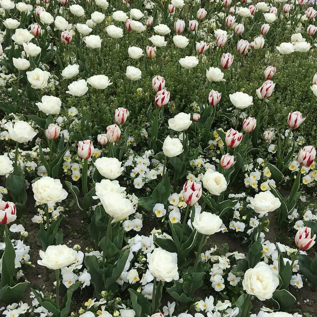 新海史子のインスタグラム：「いくとぴあ食花のキラキラガーデン いろんな品種のチューリップが他のお花と植えられていて可愛いです  木のボールプールで固まる #いくとぴあ食花 #キラキラカーテン #こども創造センター #新潟はチューリップ切り花日本一の生産地🌷🌷🌷」