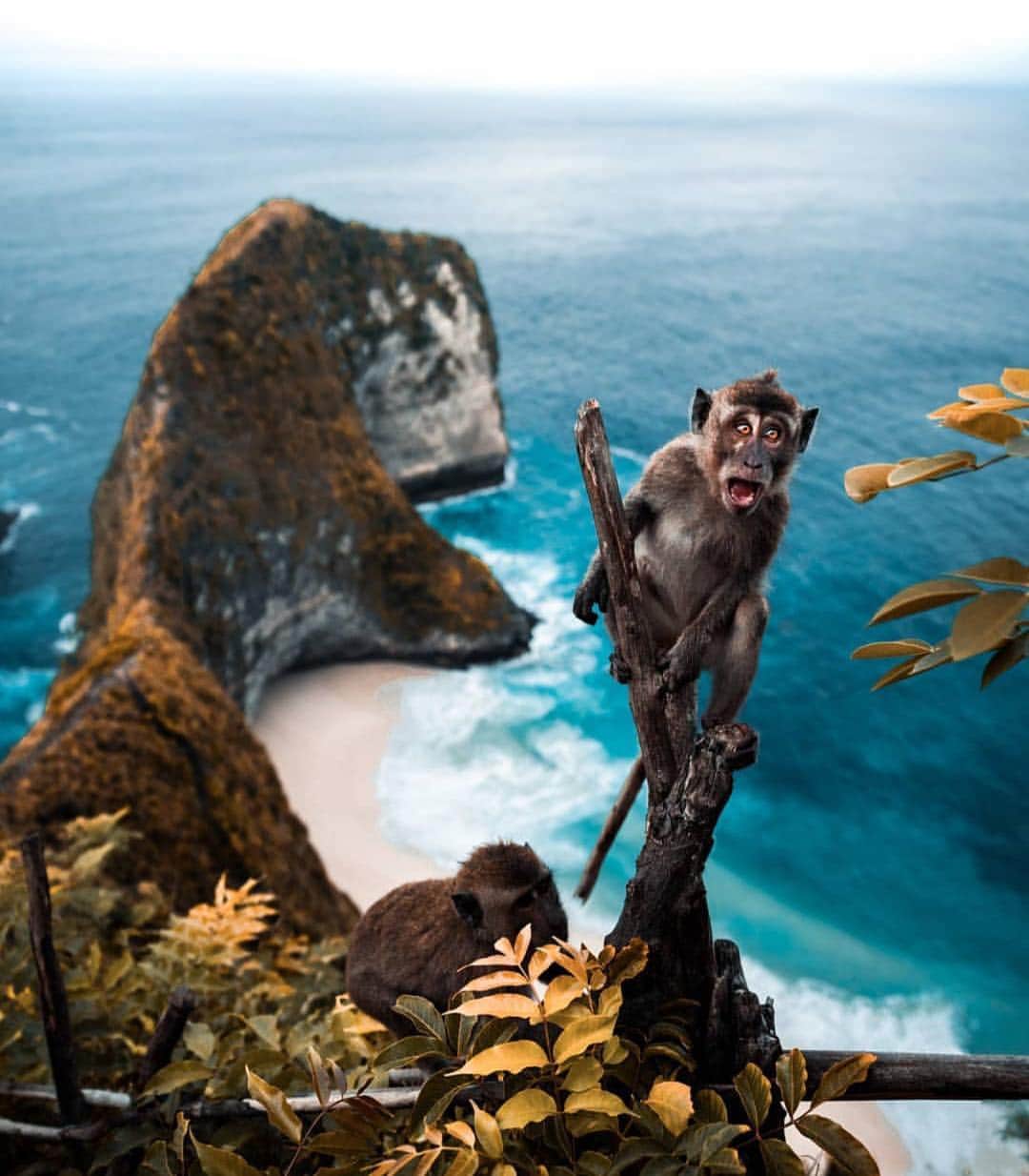 Canon Photographyさんのインスタグラム写真 - (Canon PhotographyInstagram)「@watchluke with an amazing photo at a classic spot in Bali! What would name the monkey? Best suggestions will be featured in our story!」4月24日 15時22分 - cpcollectives