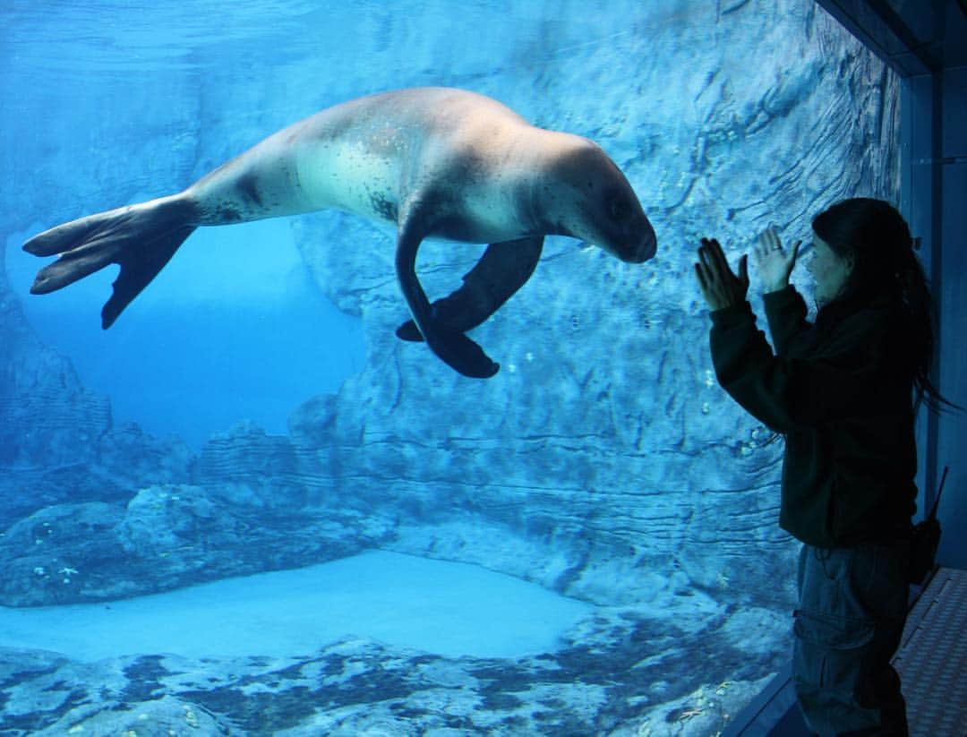 タロンガ動物園さんのインスタグラム写真 - (タロンガ動物園Instagram)「The latest episode of our Taronga Talks podcast series has just landed! Host Hayden Turner is chatting to Danielle Fox, Taronga’s Unit Supervisor of Marine Mammals! The strong bond between a keeper and their animal is hard-won, yet the most valuable tool available for animal training and enrichment. Danielle knows that, like all good relationships, trust and rapport is earned over time. She feels privileged that her animals chose to accept her – and that together they inspire thousands of people to live for the wild. Tune in today at the link in our bio to hear her story and share it with your friends and family! We’d love for you to rate and review Taronga Talks on iTunes to help us get the word out. Subscribe to receive new episodes every week on Apple and Google podcasts or Spotify. #ForTheWild」4月24日 16時00分 - tarongazoo